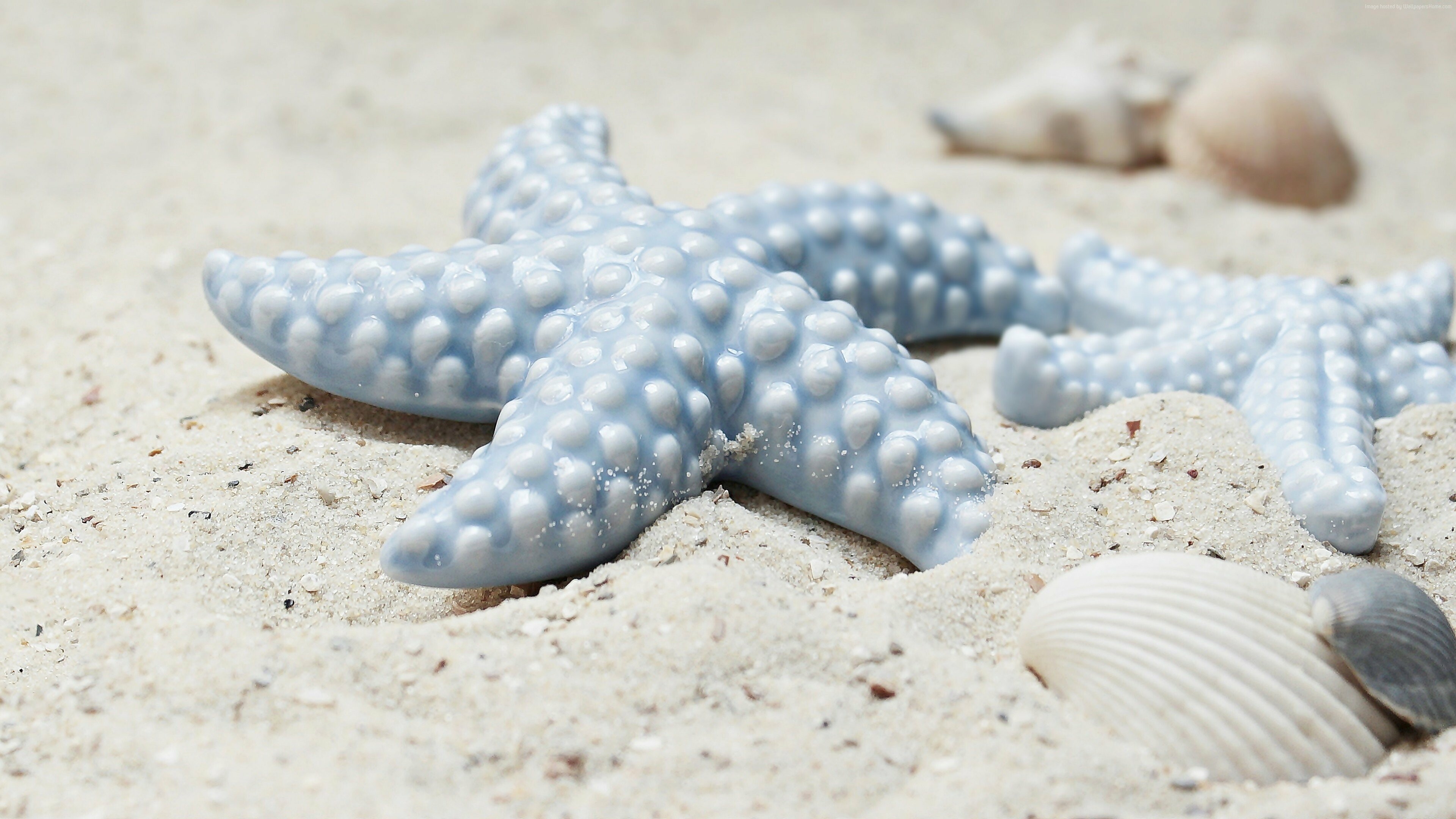 Starfish, Desktop wallpapers, Widescreen view, Stunning nature, 3840x2160 4K Desktop