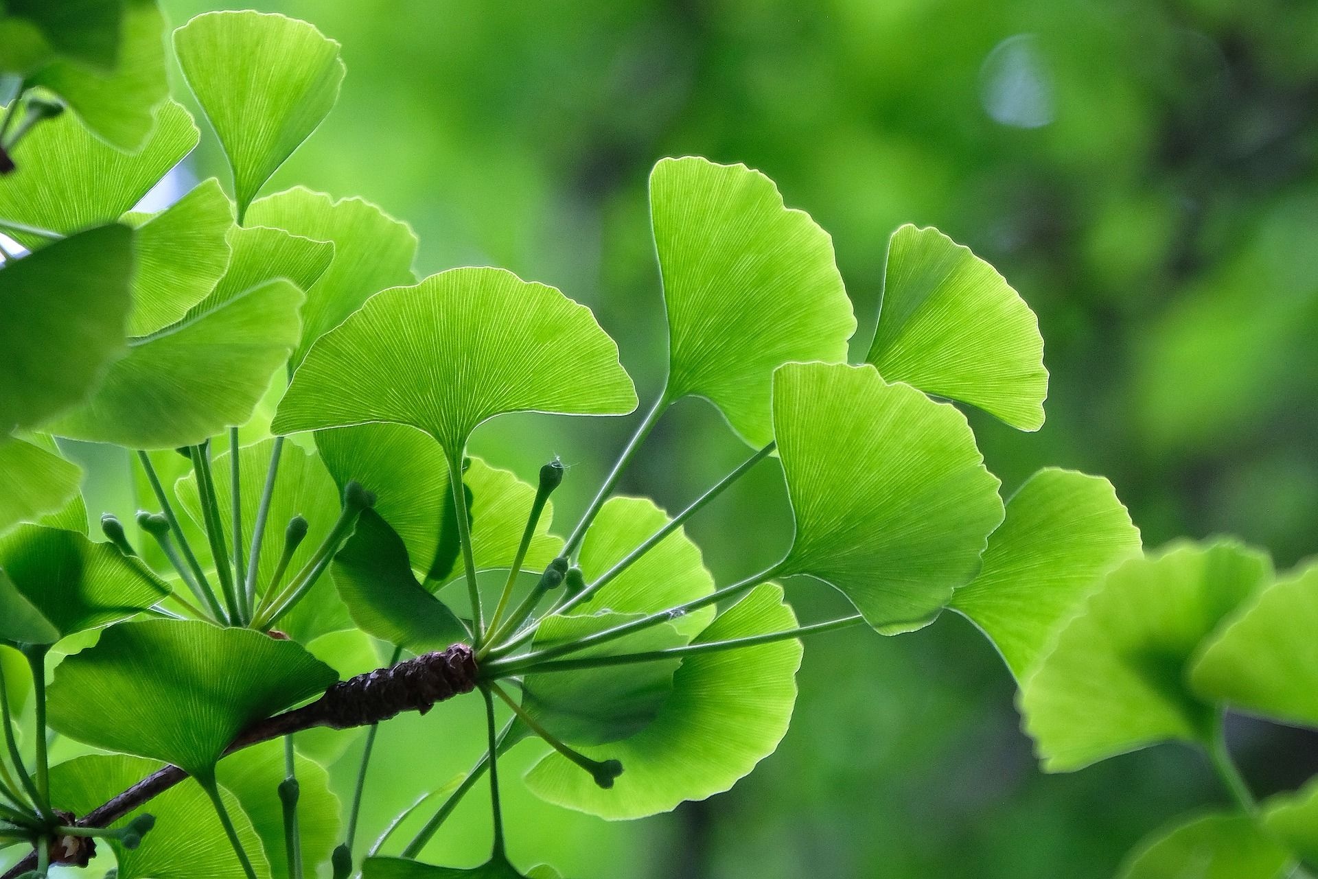 Ginkgo biloba, Alti ppin, Permaculture, 1920x1290 HD Desktop