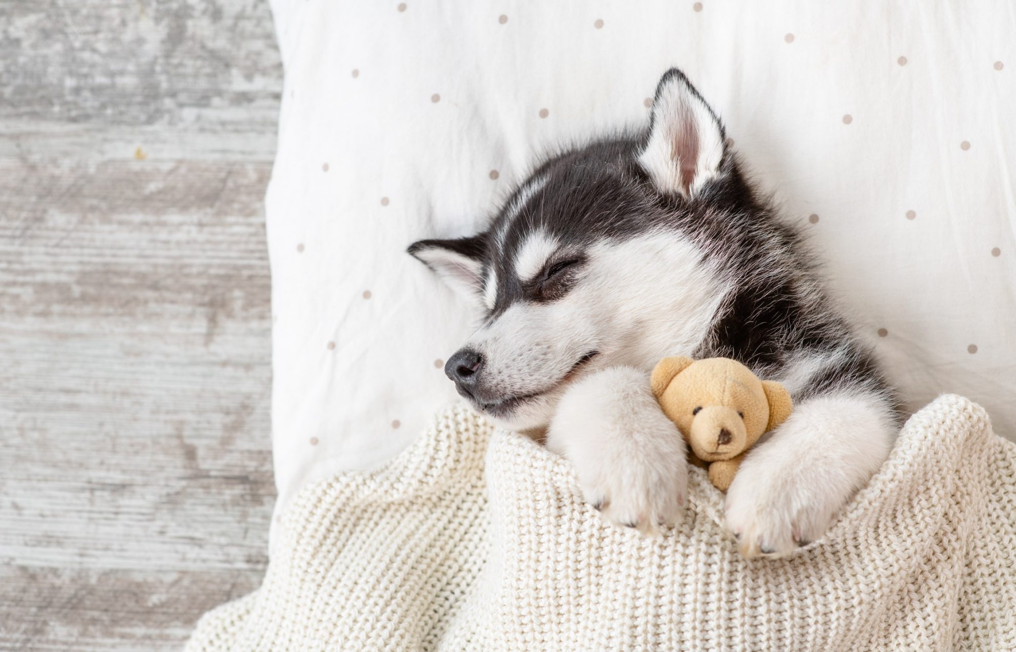 Safe sleep, Husky Wallpaper, 1980x1280 HD Desktop