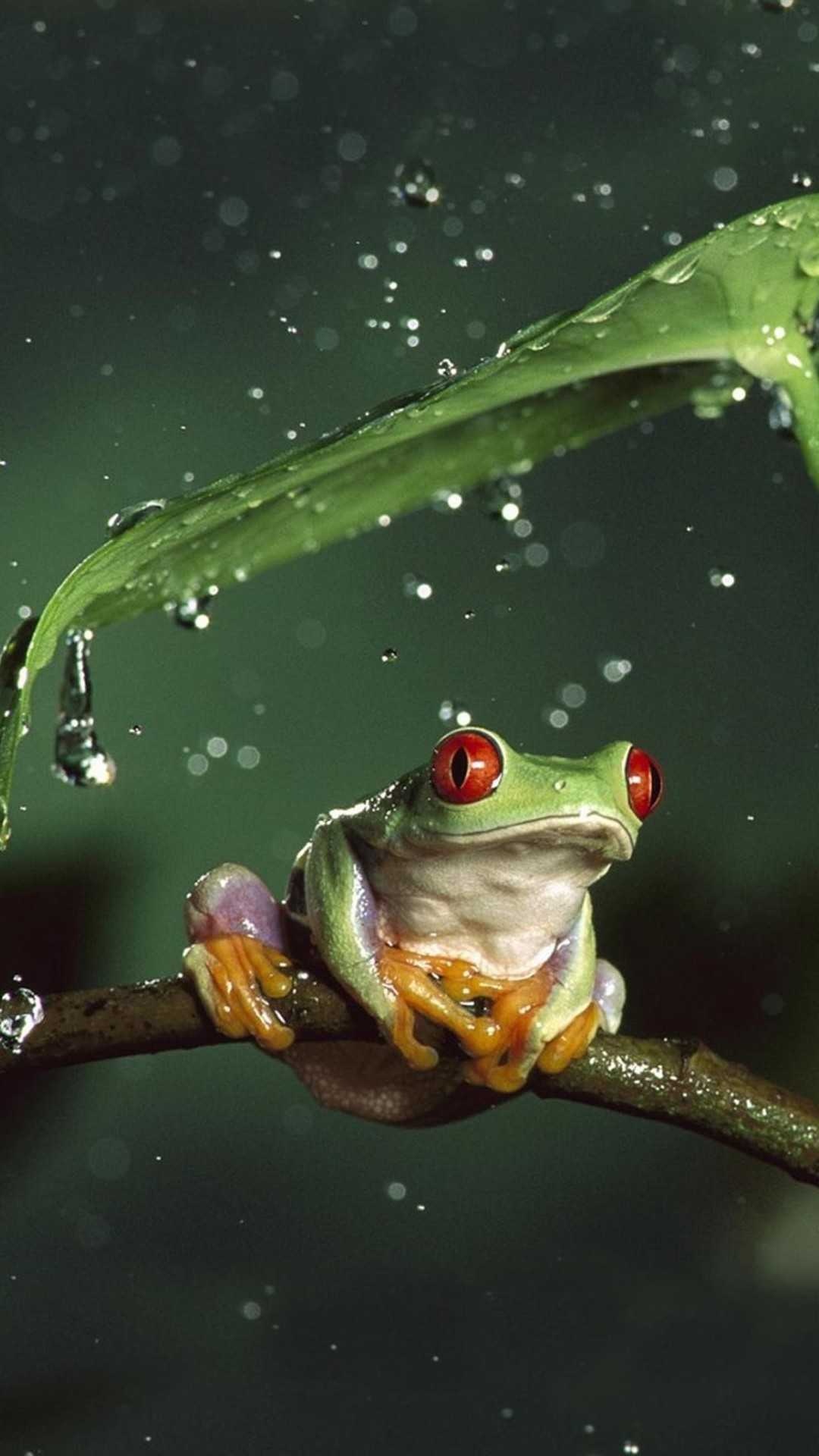 Frog wallpaper, Nature's beauty, Green hues, Artistic choice, 1080x1920 Full HD Phone