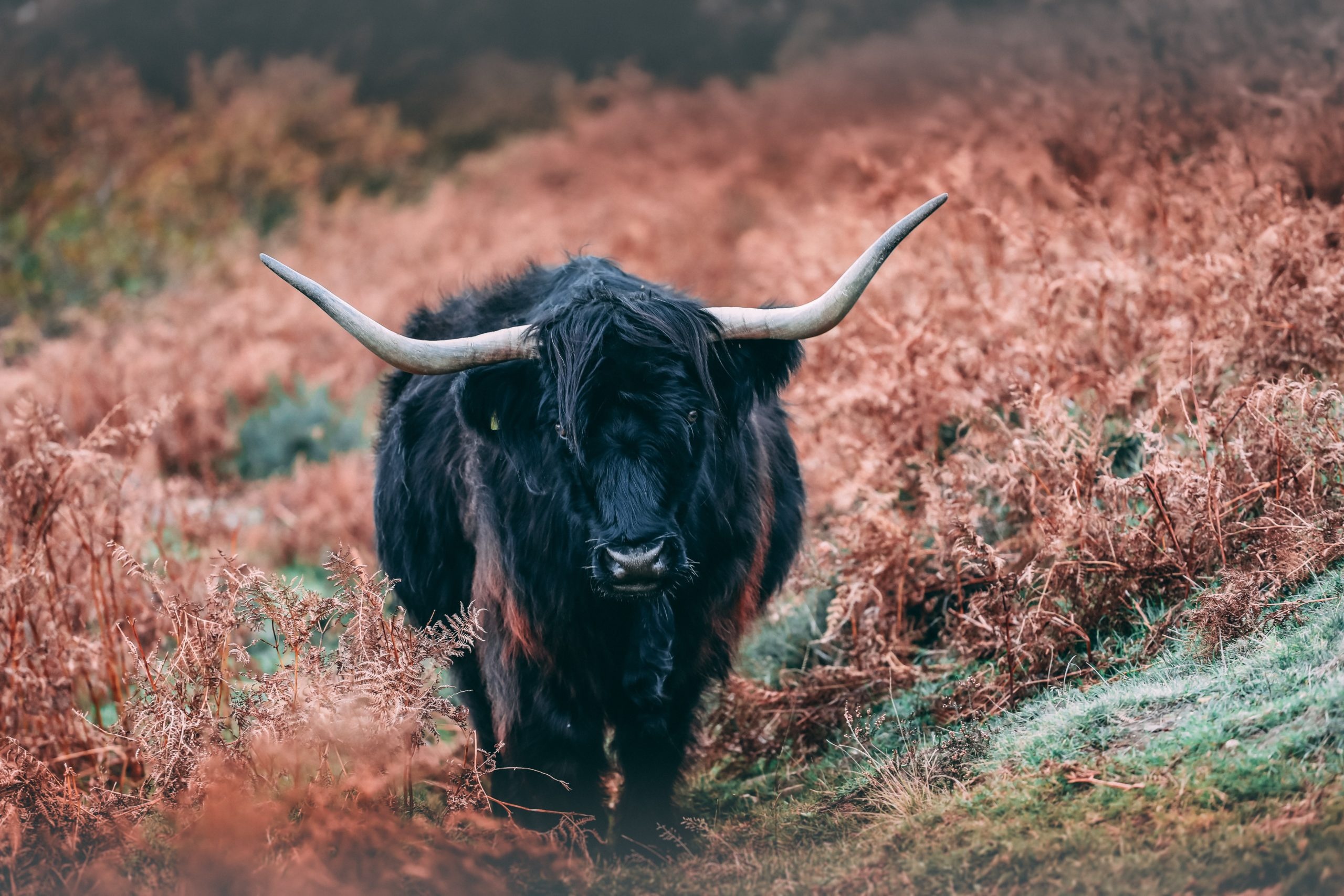 Black yak, Mysterious aura, Shadows and light, Monochromatic elegance, 2560x1710 HD Desktop