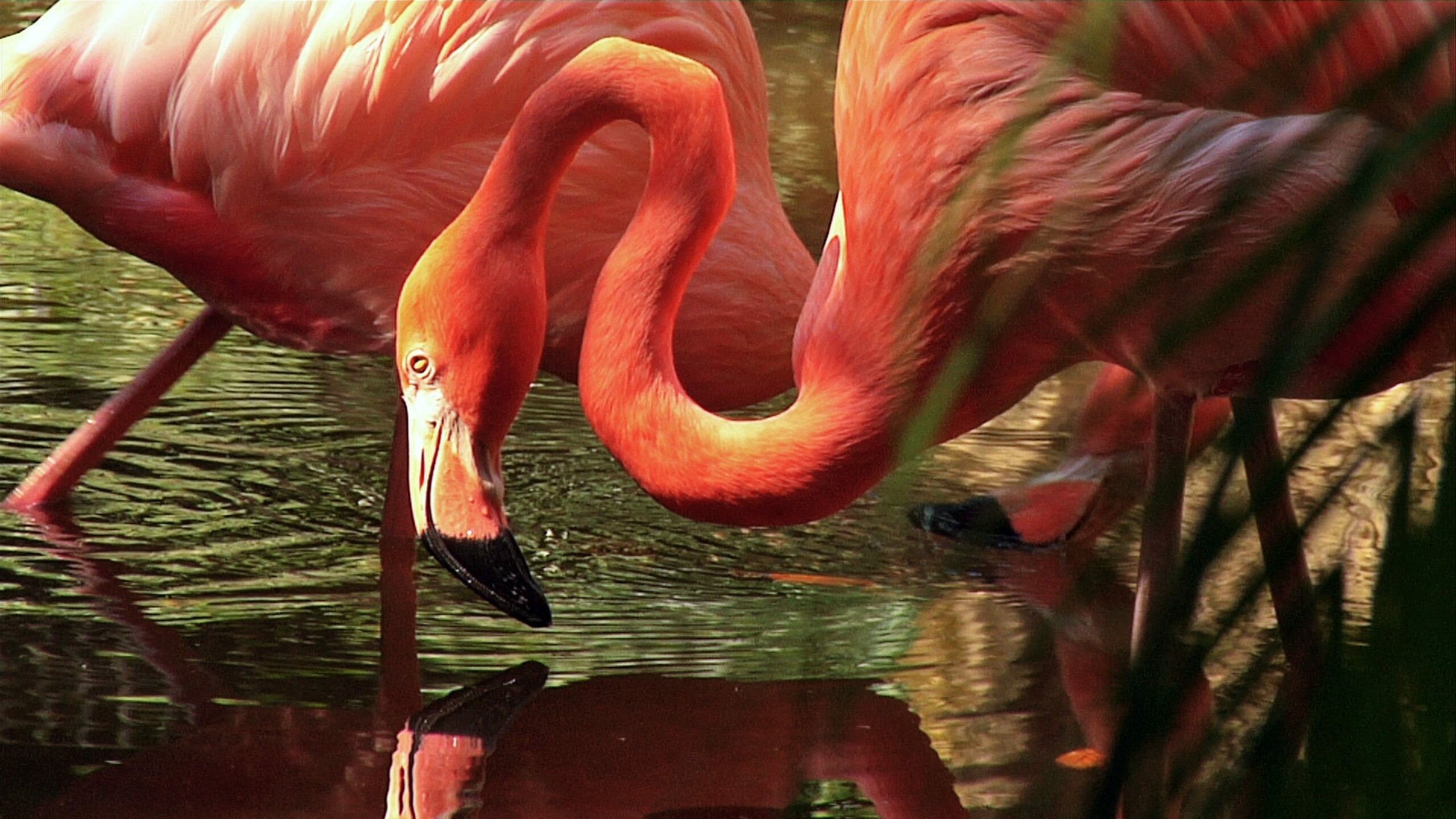 Colorful flamingos, Vibrant wallpaper, Nature's beauty, Artistic masterpiece, 2560x1440 HD Desktop