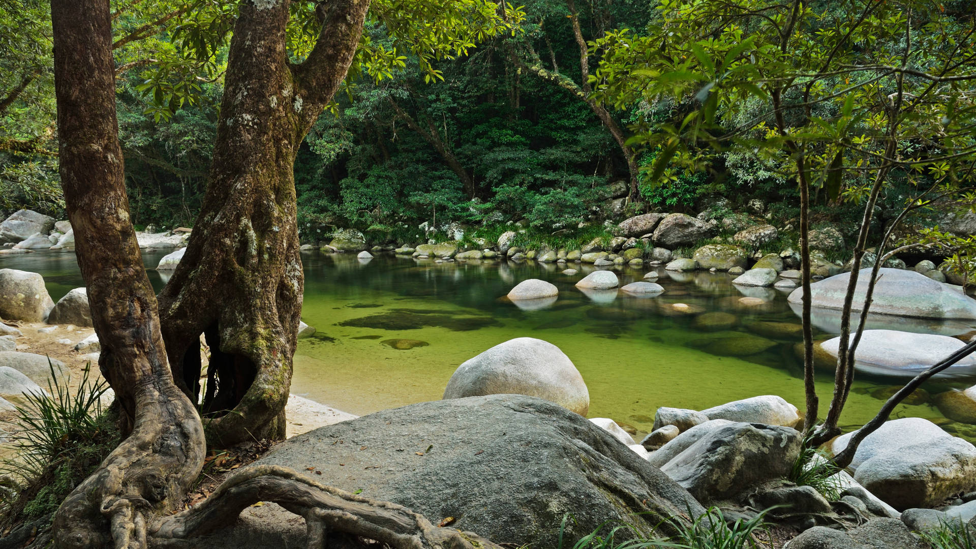 Daintree National Park, Forest backgrounds, Top forest wallpaper, 1920x1080 Full HD Desktop