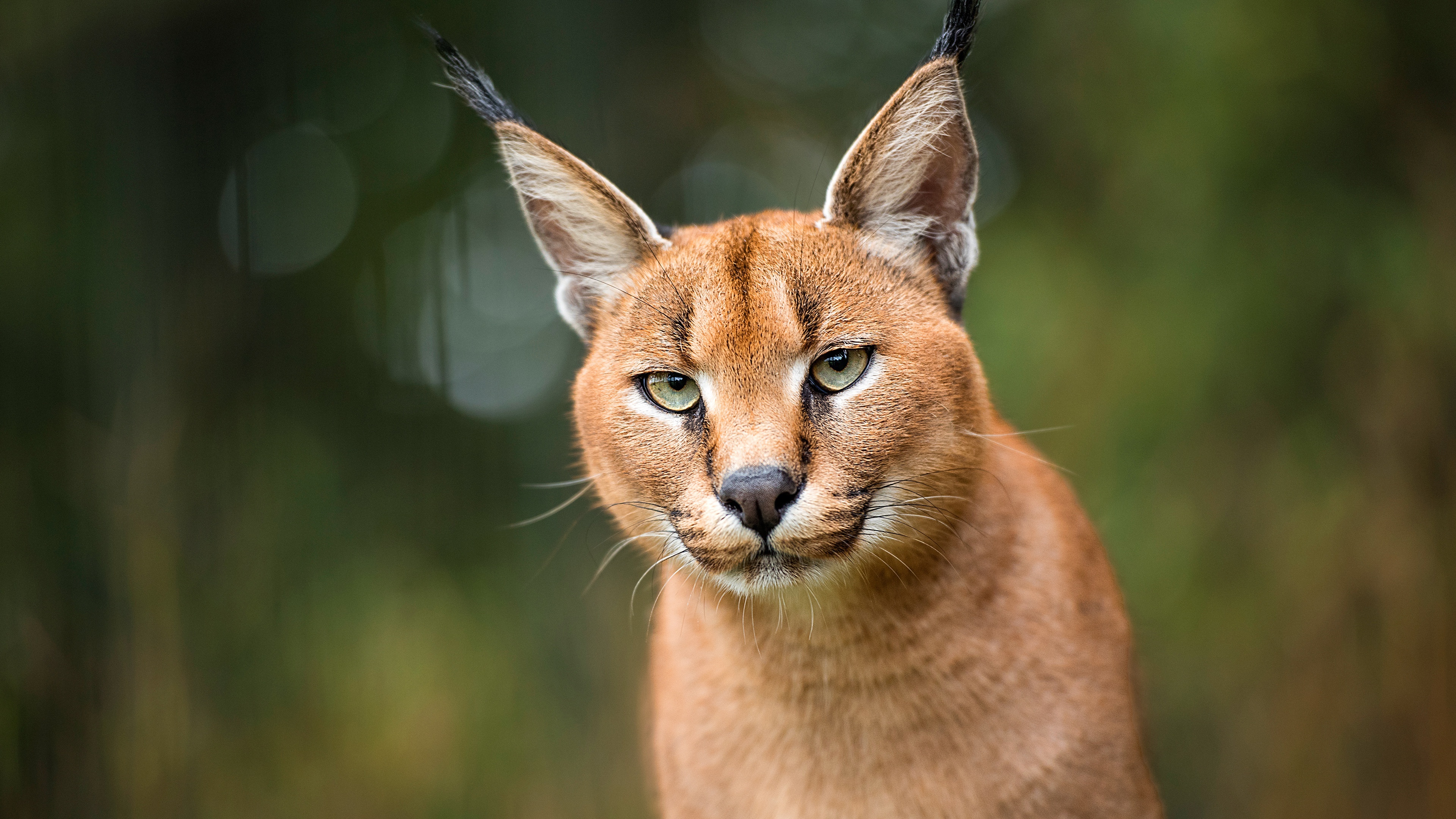 Agile caracal, Majestic feline, Exquisite predator, Graceful movements, 3840x2160 4K Desktop