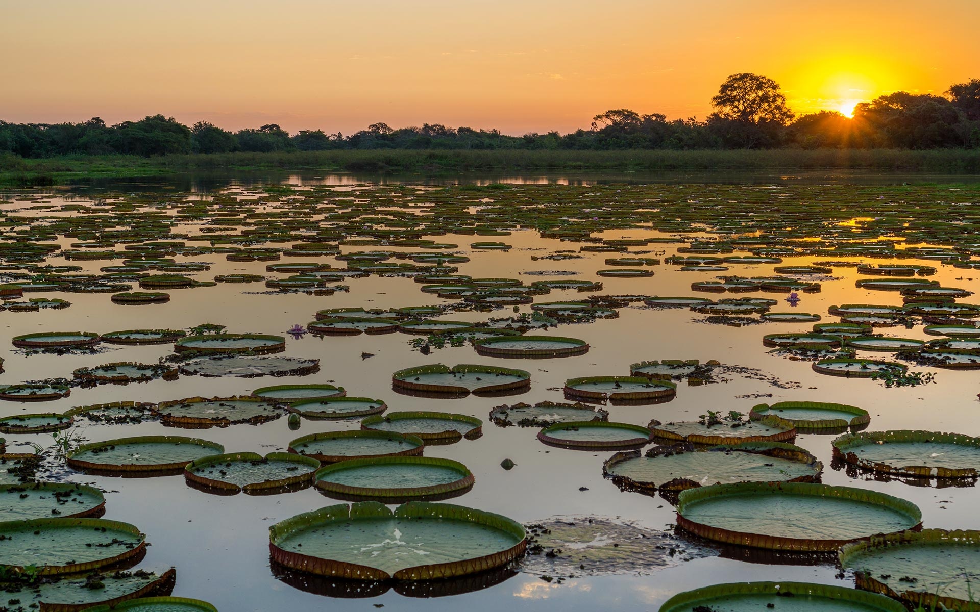 Pantanal wildlife, Natural beauty, Matogrossense paradise, Adventurous travels, 1920x1200 HD Desktop