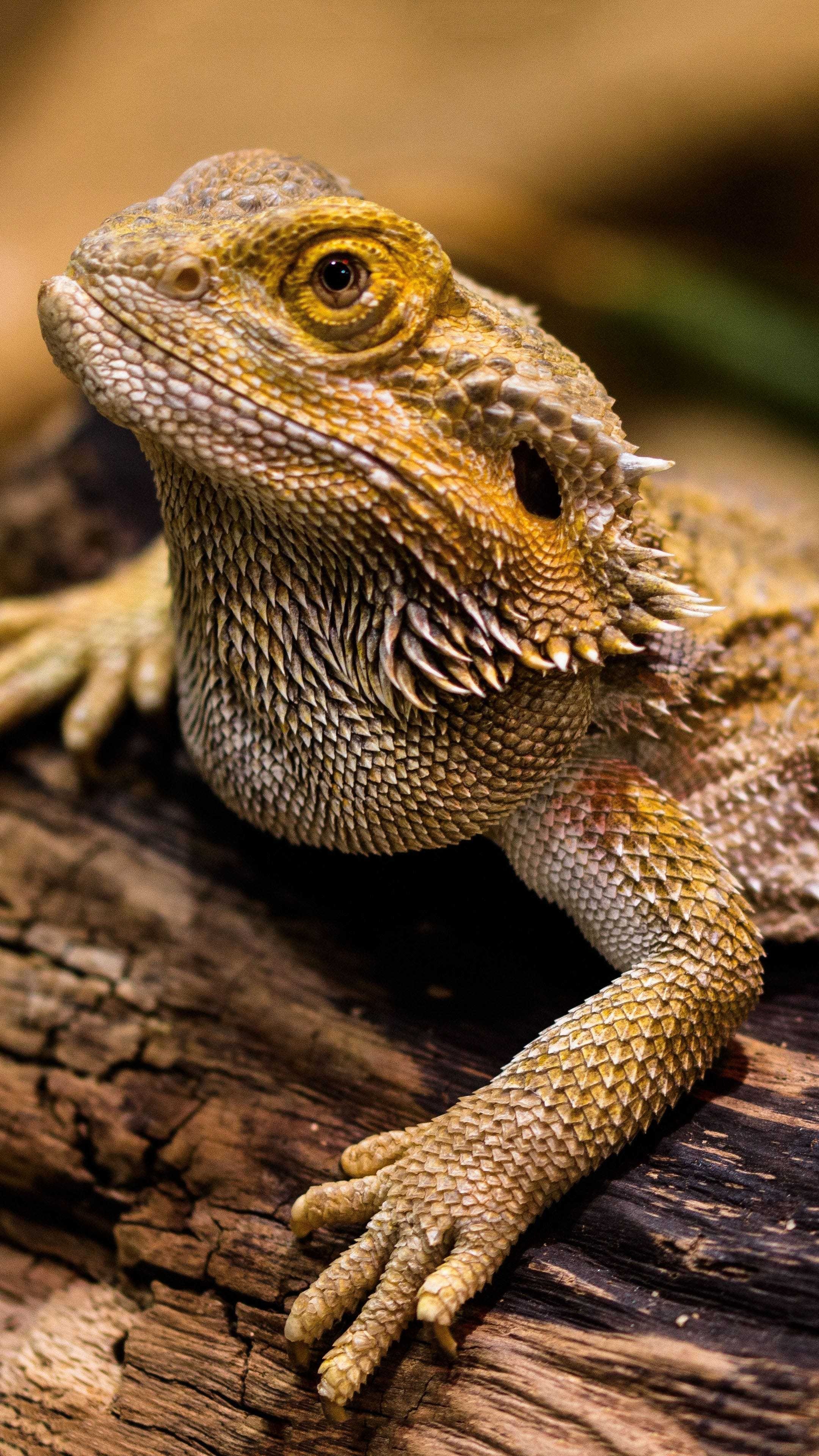 Bearded dragon, Reptile pet, Lizard sunbathing, Unique scales, 2160x3840 4K Phone