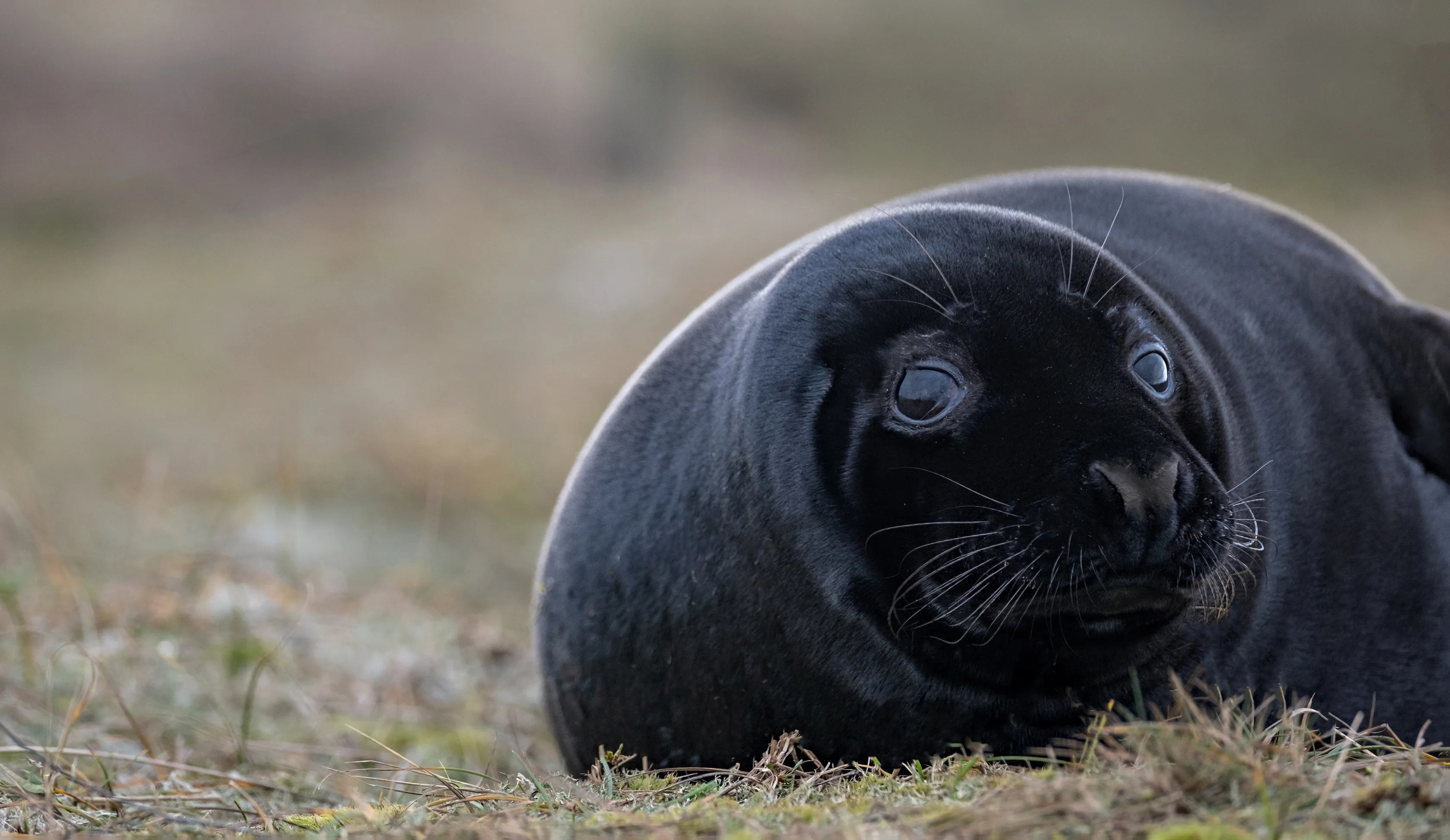 Rare black seal pups, Blakeney Norfolk sighting, Unique wildlife, Coastal wonders, 3360x1950 HD Desktop