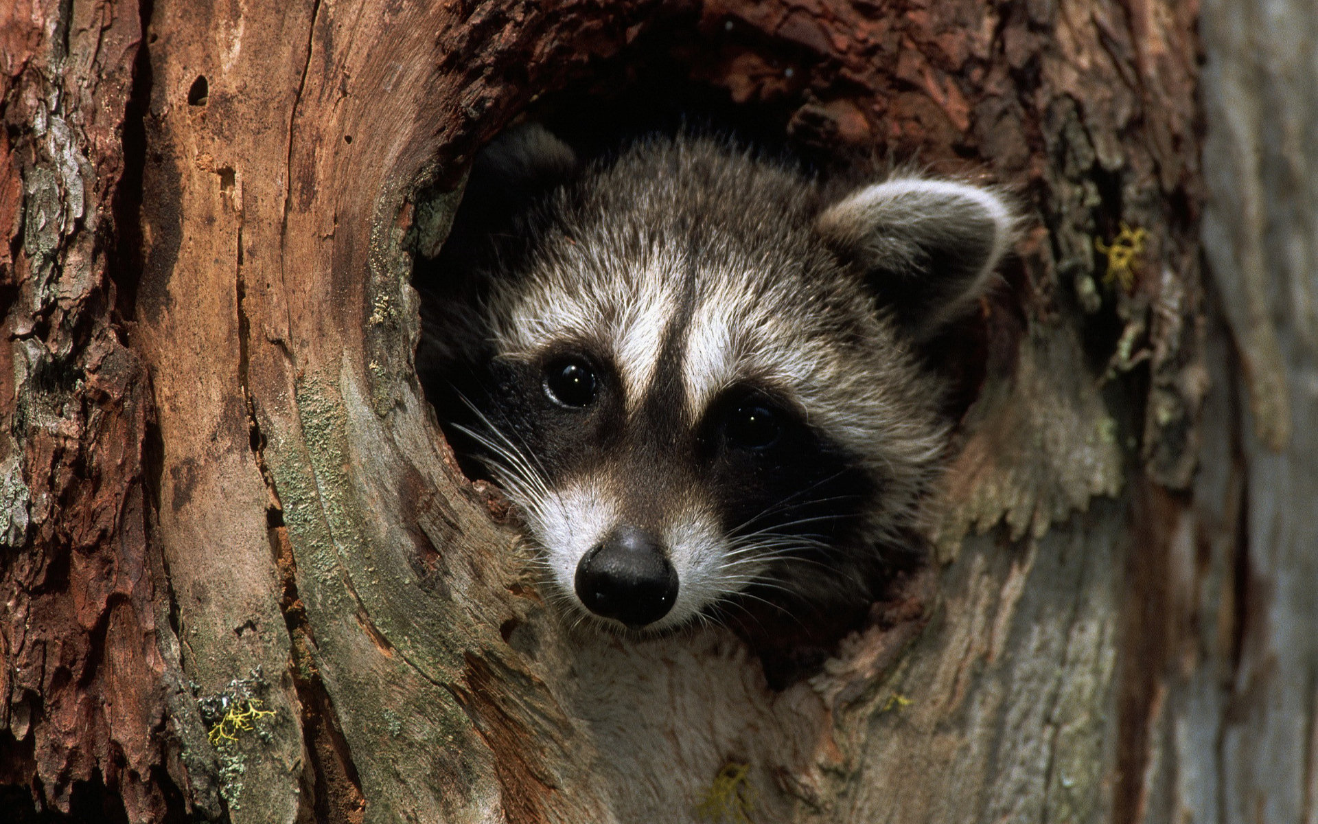 Desktop wallpaper, High-resolution image, Raccoon portrait, Wildlife close-up, 1920x1200 HD Desktop