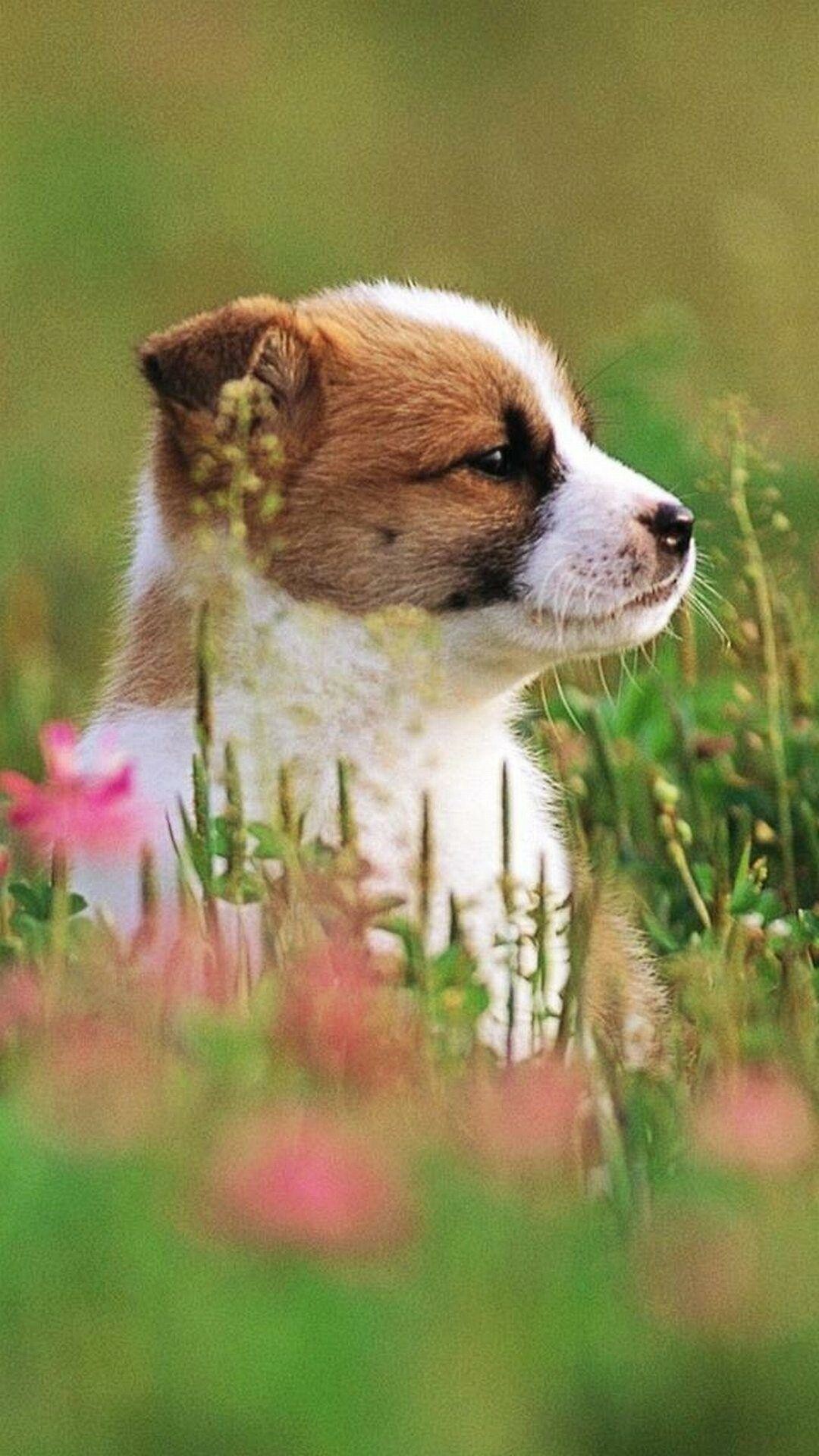 Cute puppies, Phone wallpapers, Adorable animals, High-definition backgrounds, 1080x1920 Full HD Phone