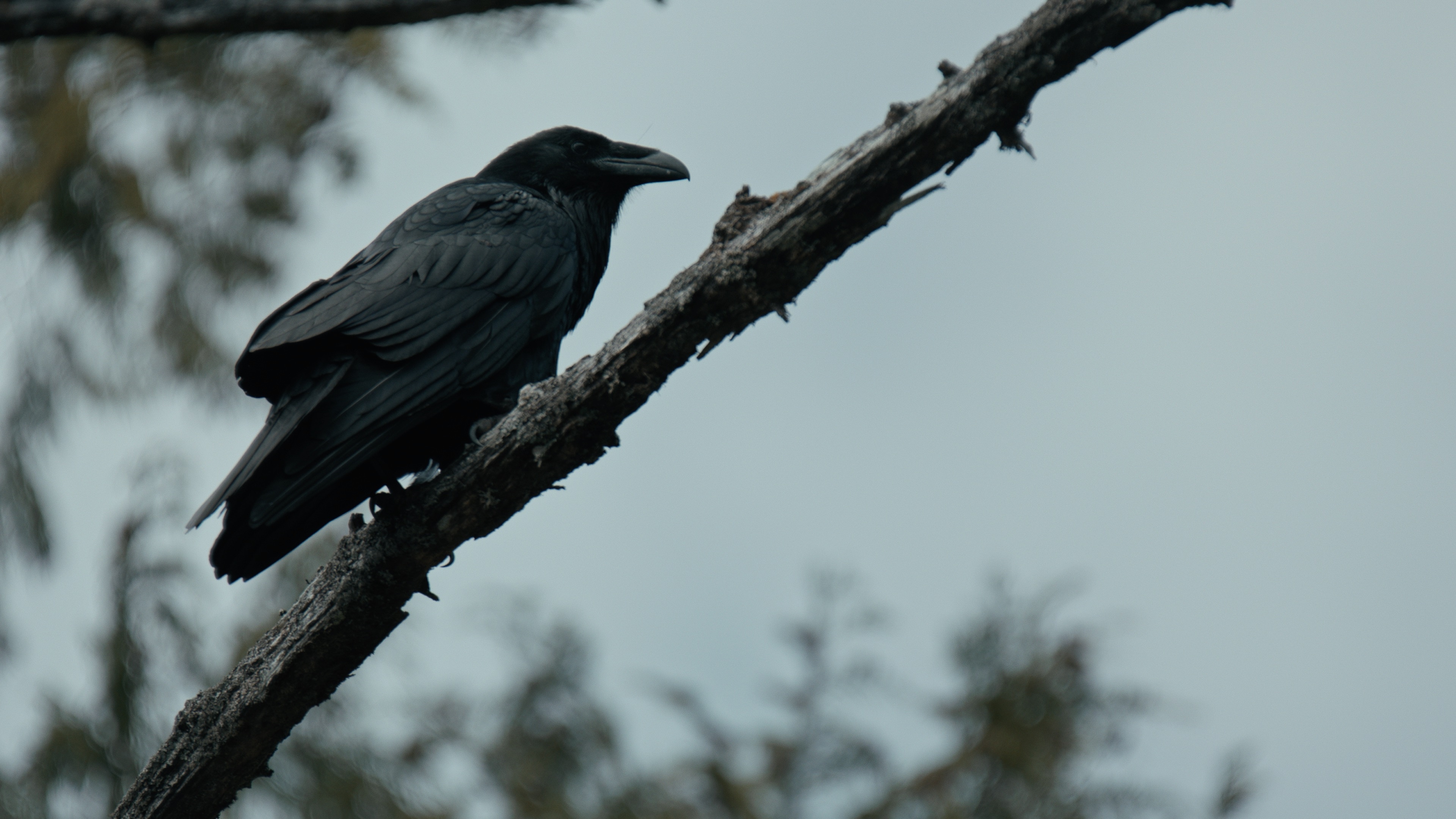 Whale and raven, Scene 4, Story, Interaction, 3840x2160 4K Desktop