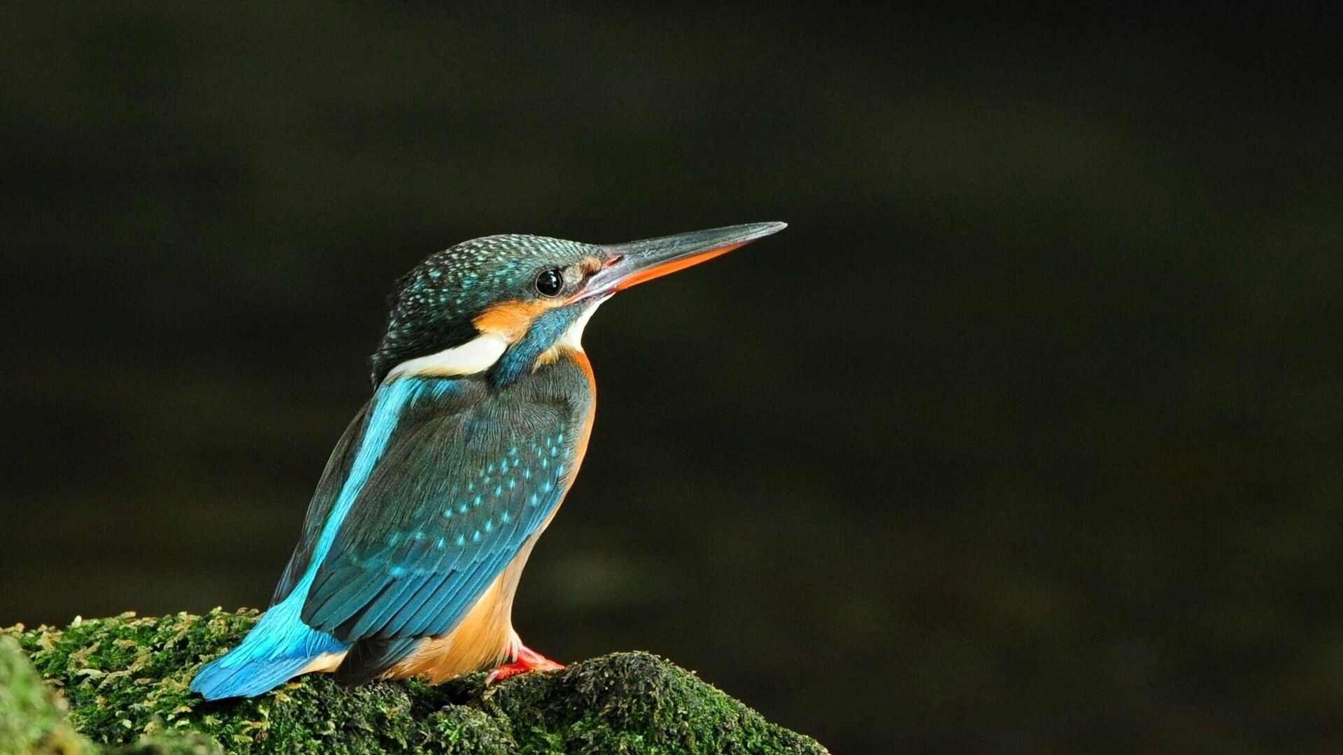 Bird variety, Nature's diversity, Feathered collection, Broad selection, 1920x1080 Full HD Desktop