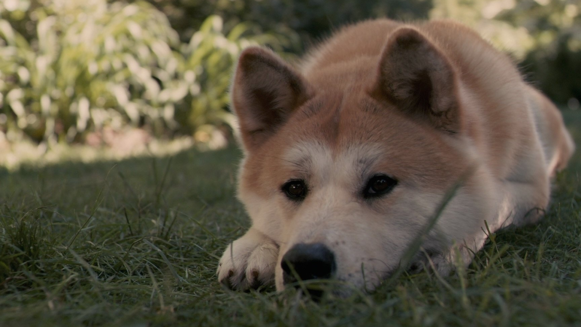 Hachi: A Dog's Tale, Heart-warming story, Loyal companion, Emotional journey, 1920x1080 Full HD Desktop