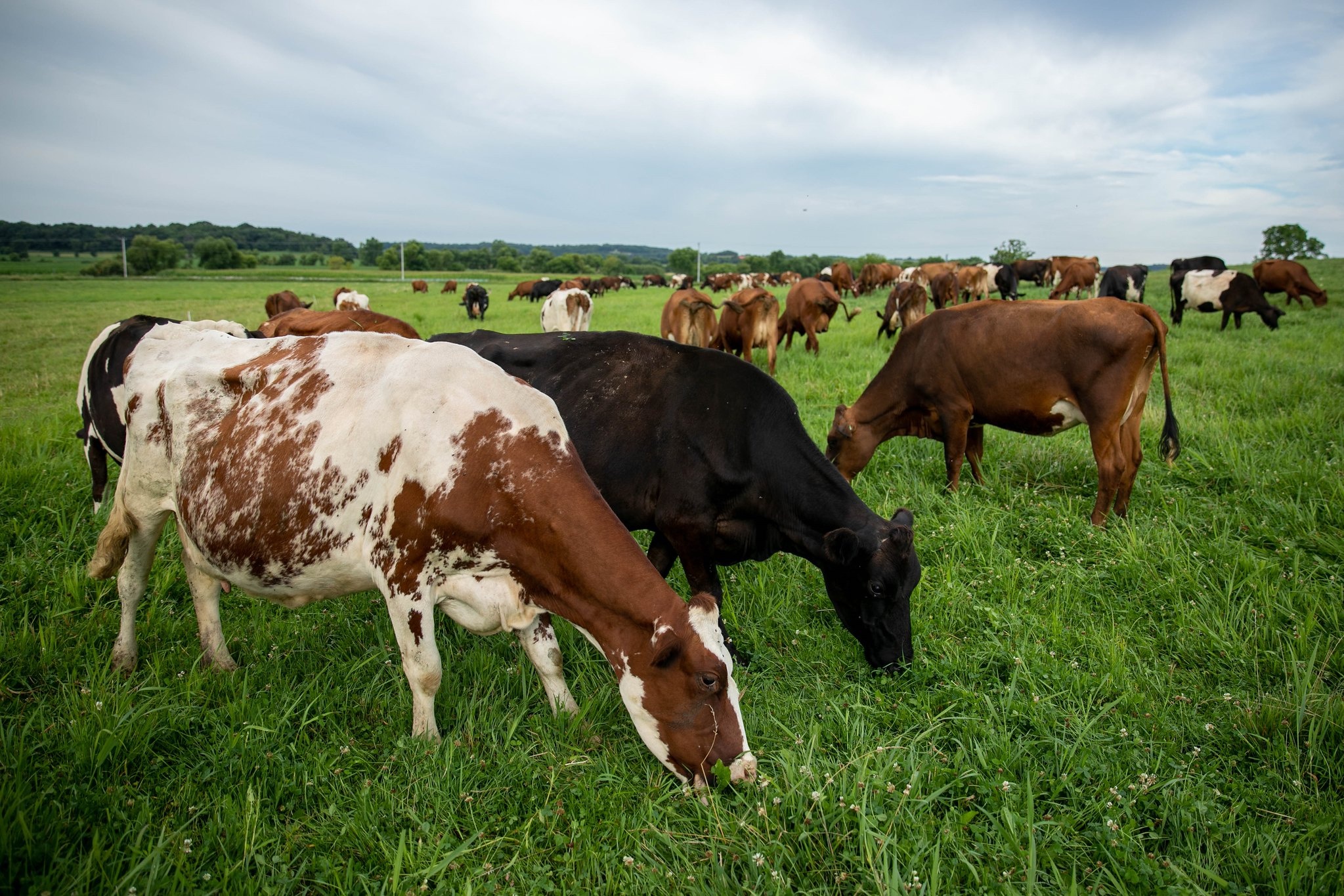 Transform upper Midwest, Perennial grasslands, Midwest agriculture, Perennial grasslands, 2050x1370 HD Desktop