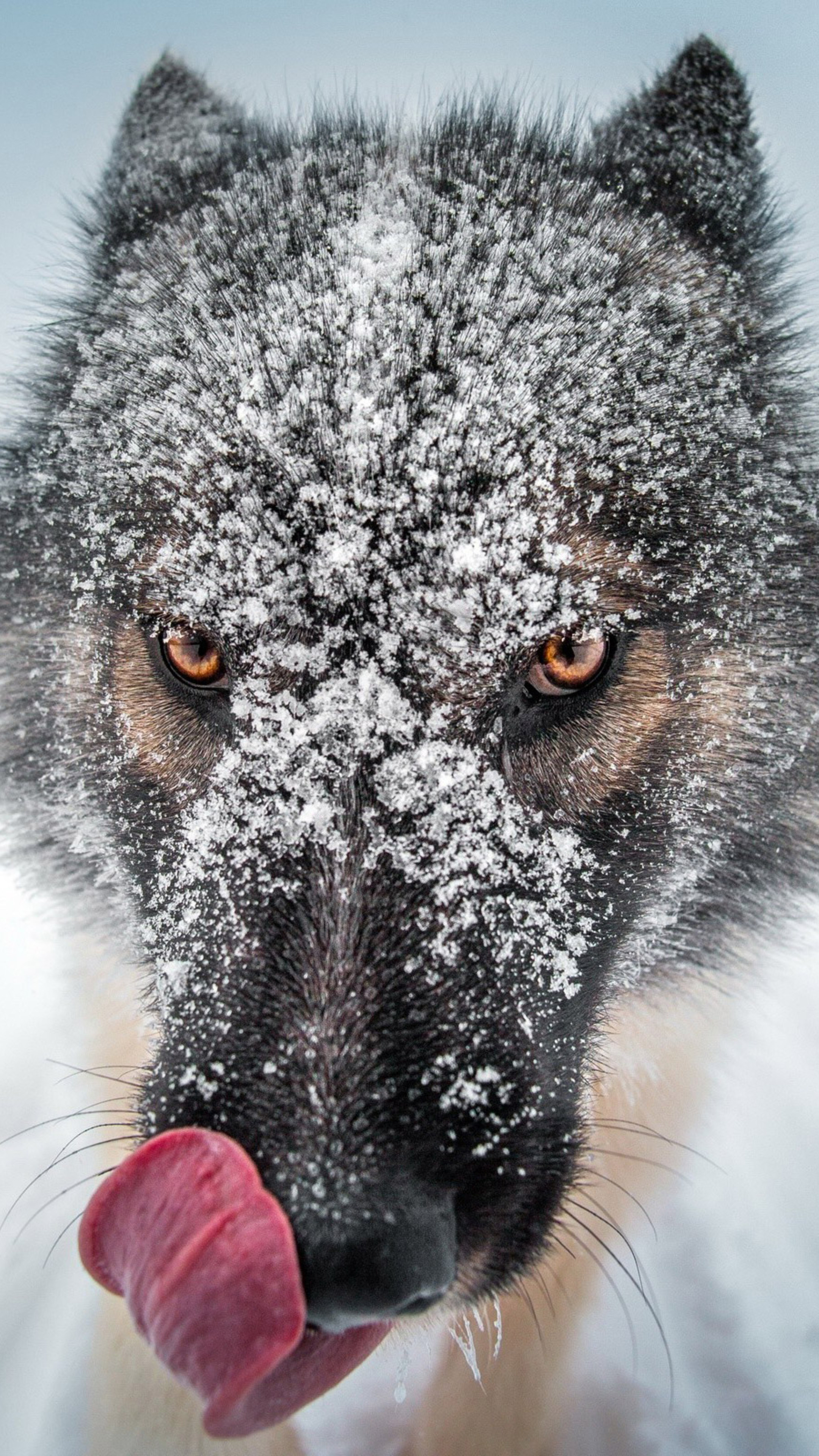 Gray Wolf, Close up, Sony Xperia, HD 4k wallpapers, 2160x3840 4K Phone