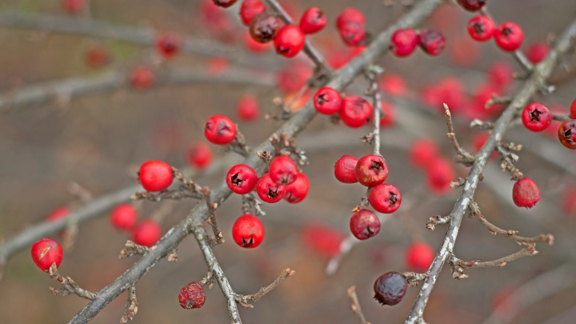 Red berry wallpaper, Nature, 42 wallpaper, 1920x1080 Full HD Desktop