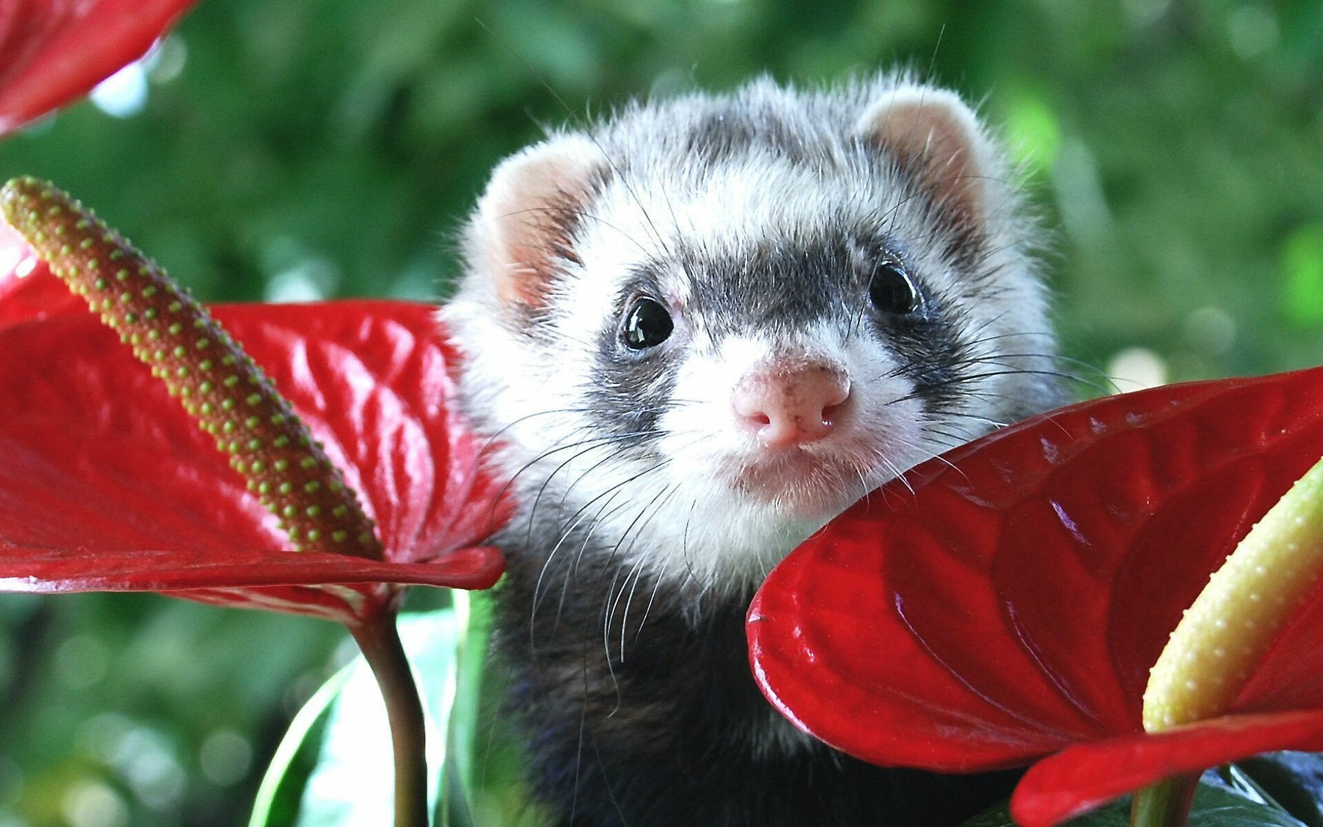 Baby ferret, Ferrets Wallpaper, 1920x1200 HD Desktop