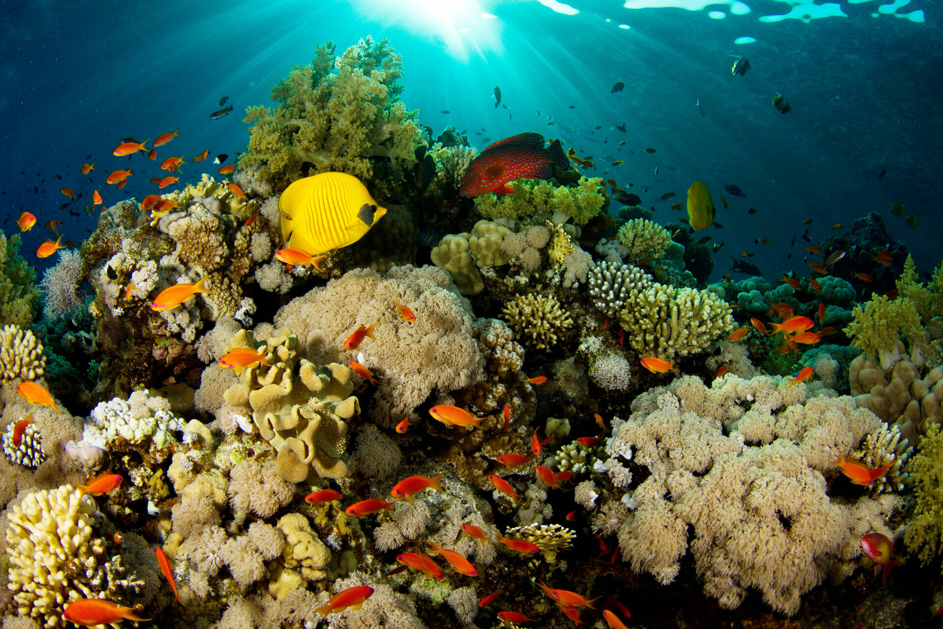 HD coral reef, Desktop backgrounds, Underwater paradise, Exquisite nature, 1920x1280 HD Desktop