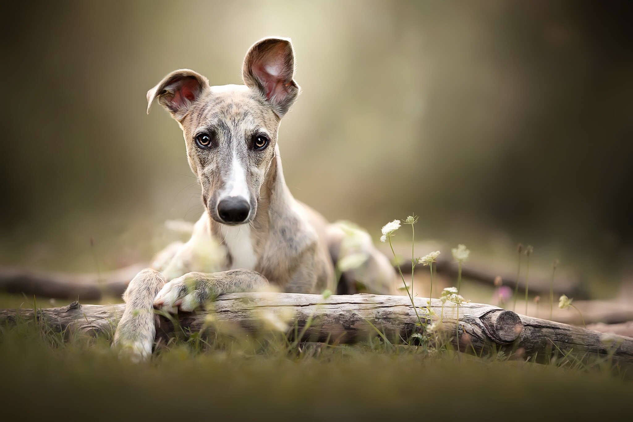 Whippet dog, HD wallpaper, Sleek and slender, Captivating gaze, 2050x1370 HD Desktop