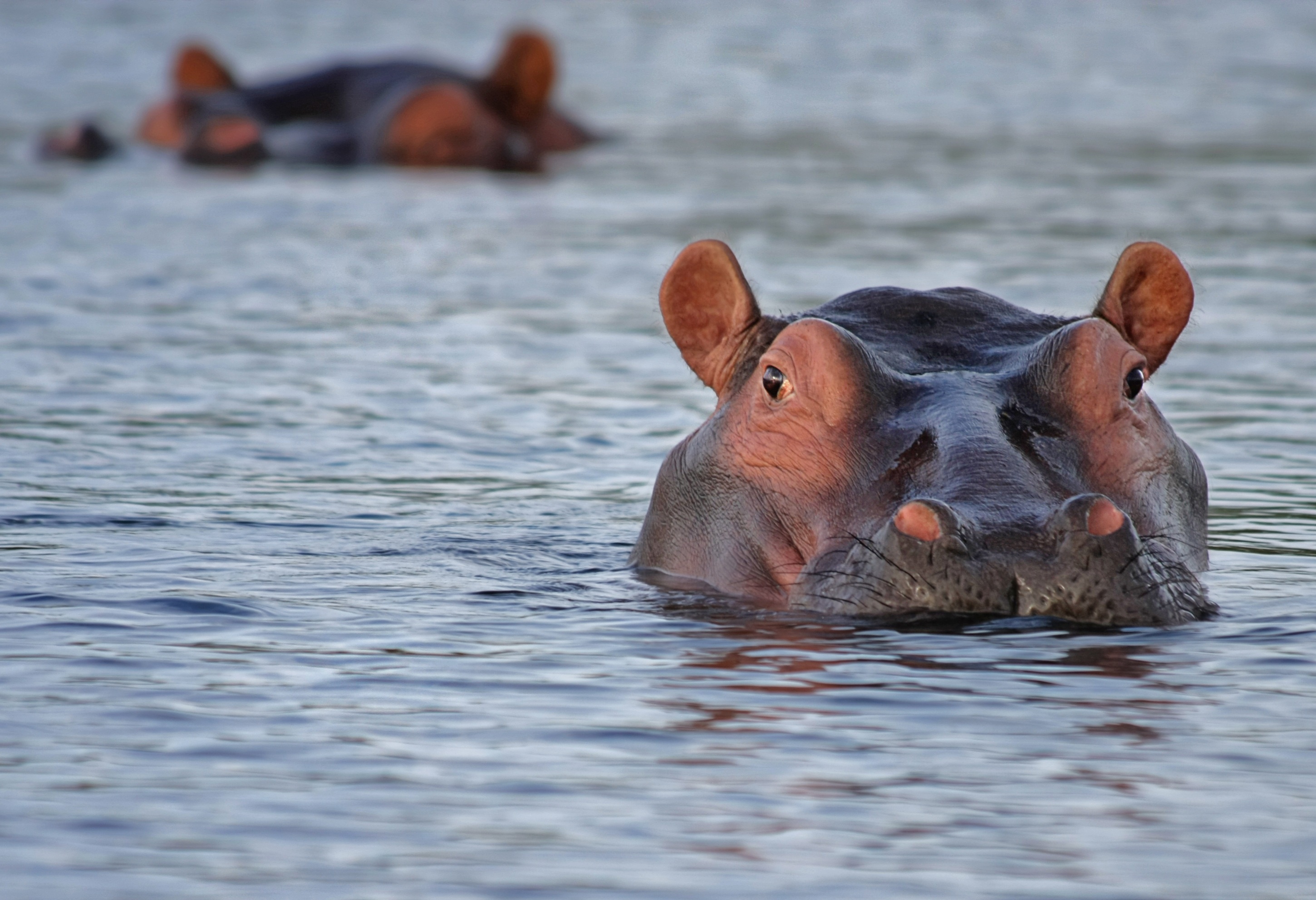 Hippos in water, Free stock photo, African wildlife, Aquatic animals, 2900x1990 HD Desktop