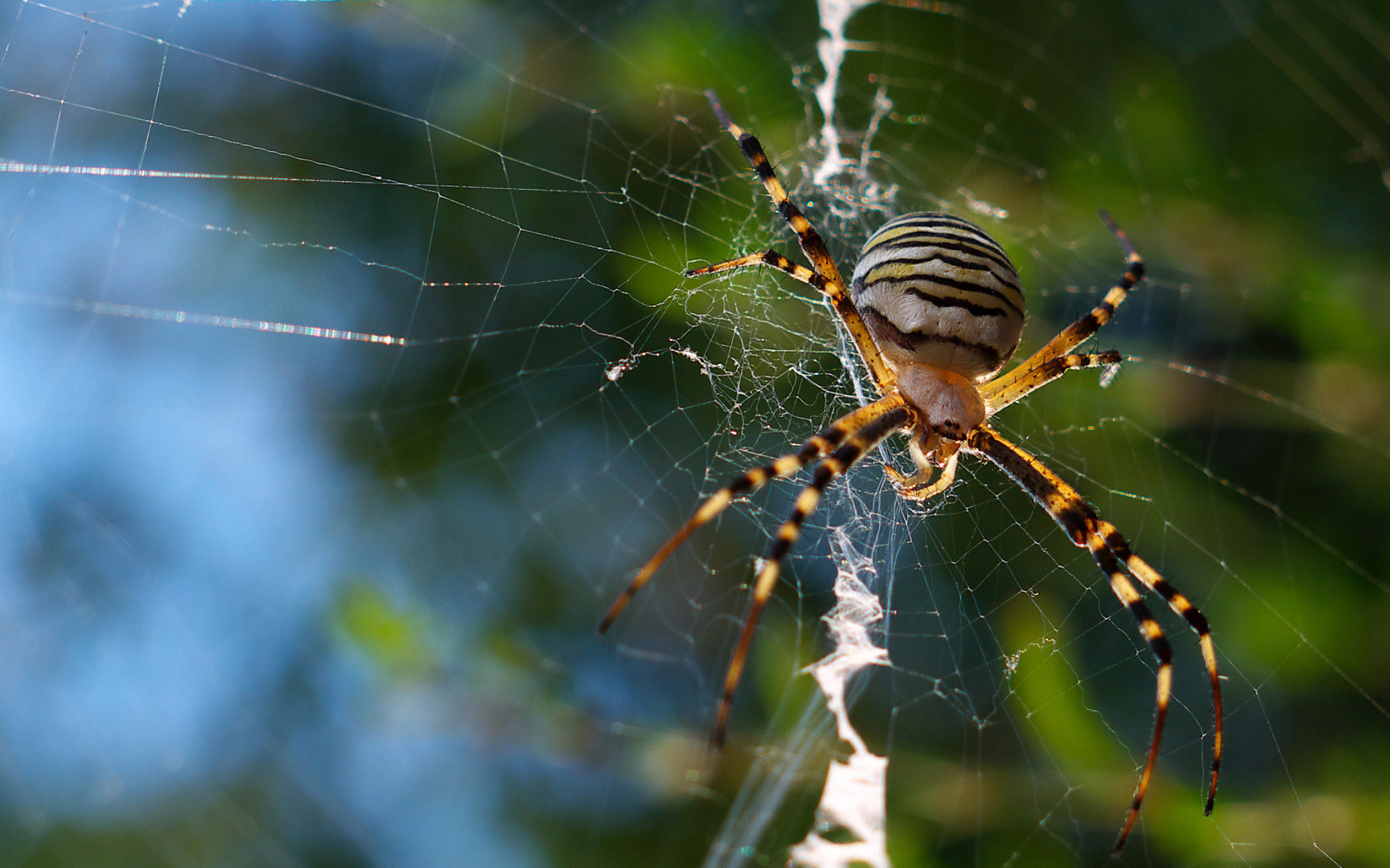 Garden spider wallpaper, Nature's wonders, Spider in its habitat, Beautiful arachnid, 2560x1600 HD Desktop