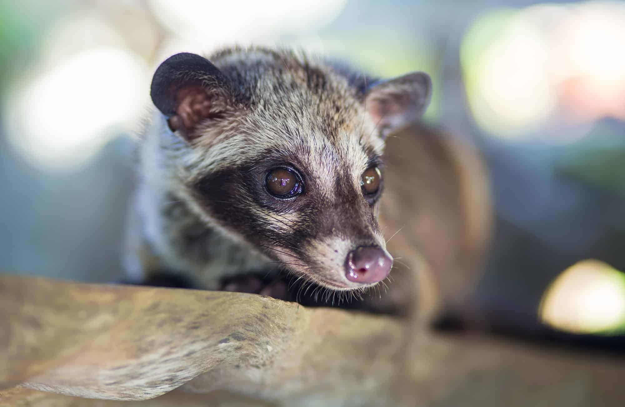 Civet cat coffee, Kopi Luwak myth, 2000x1310 HD Desktop