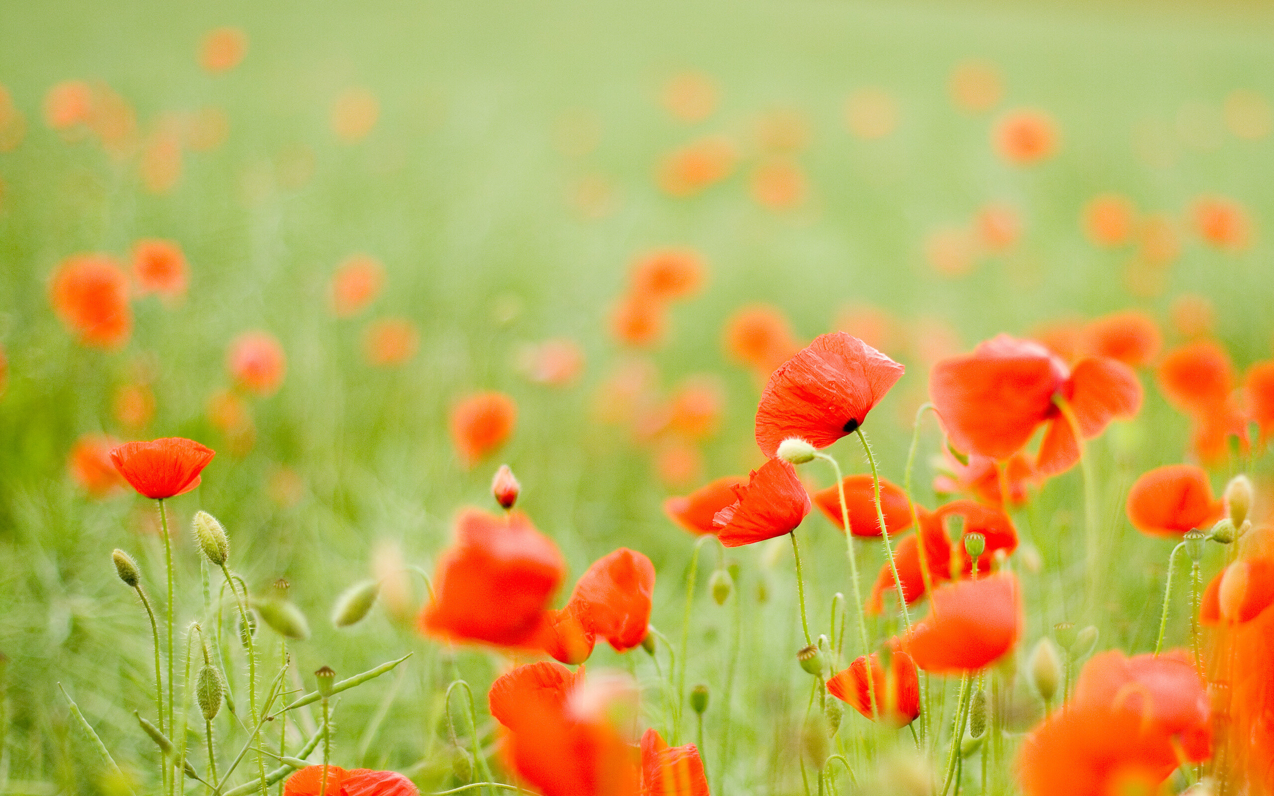 Poppy Flower, Poppy wallpaper, Floral nature, Colorful background, 2560x1600 HD Desktop