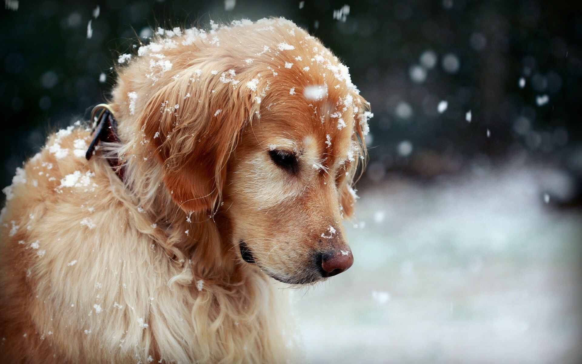 Dog's best friend, HD canine wallpapers, Hearts melt, Picture perfection, 1920x1200 HD Desktop