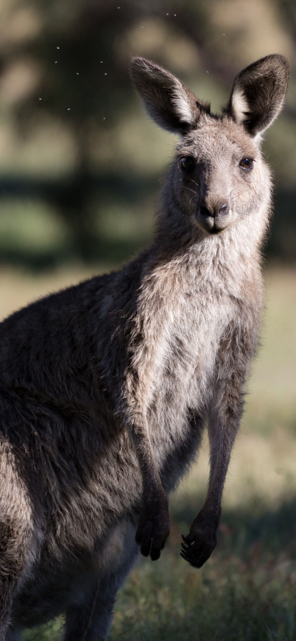 Kangaroo wallpaper, iPhone XR, Kangaroo, 1170x2540 HD Phone