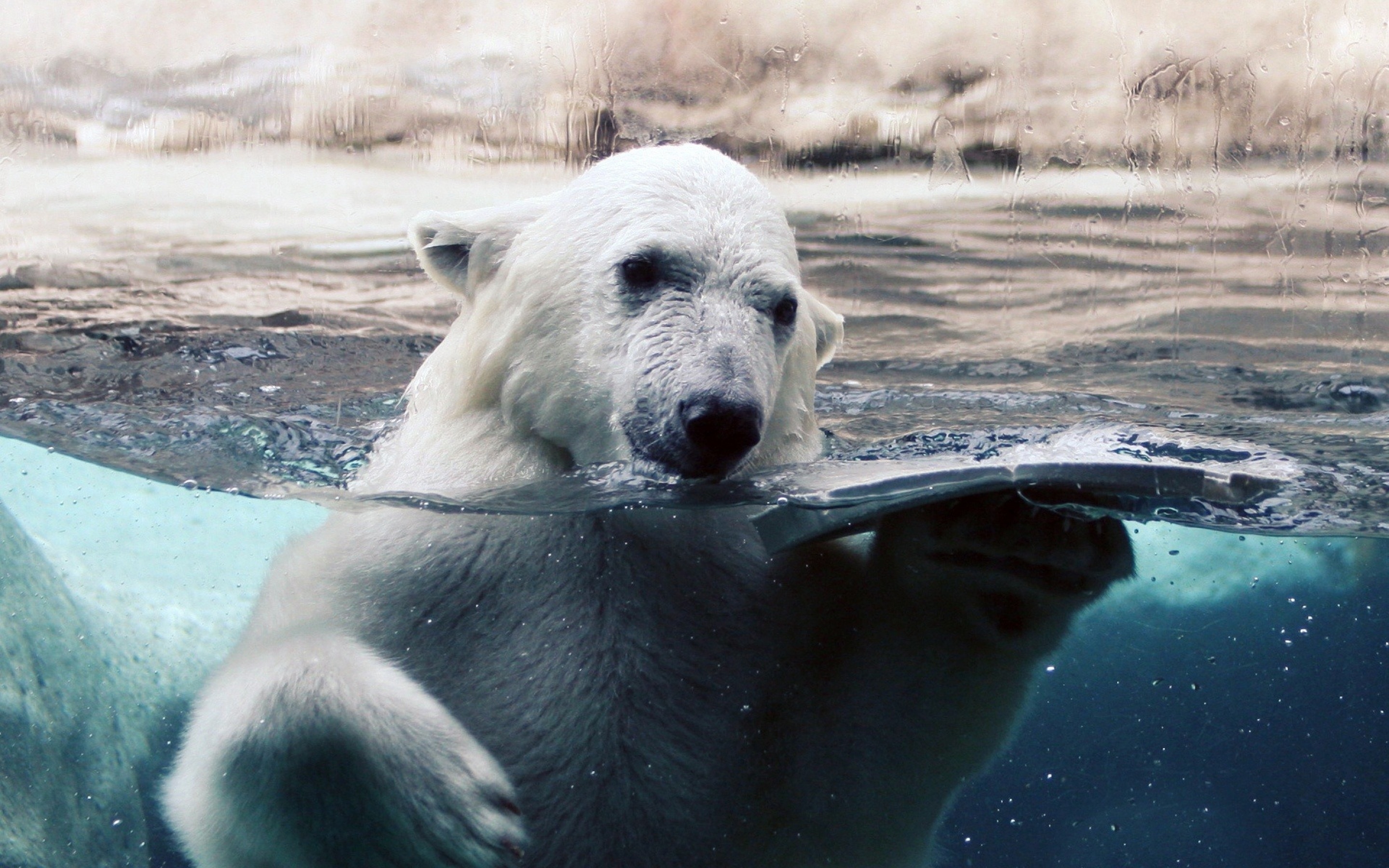 Graceful underwater world, Playful polar antics, Stunning backgrounds, Arctic treasures, 2880x1800 HD Desktop