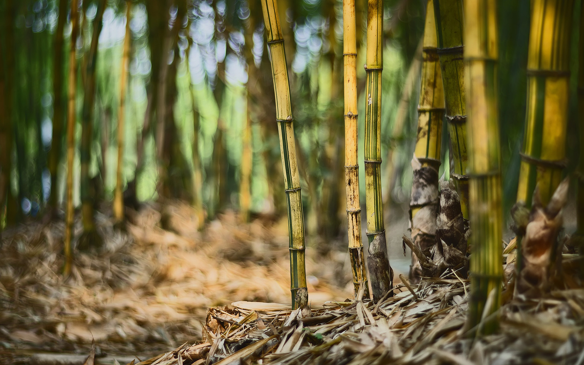 HD bamboo wallpaper, Nature's beauty, Captivating landscape, Better wallpaper, 1920x1200 HD Desktop