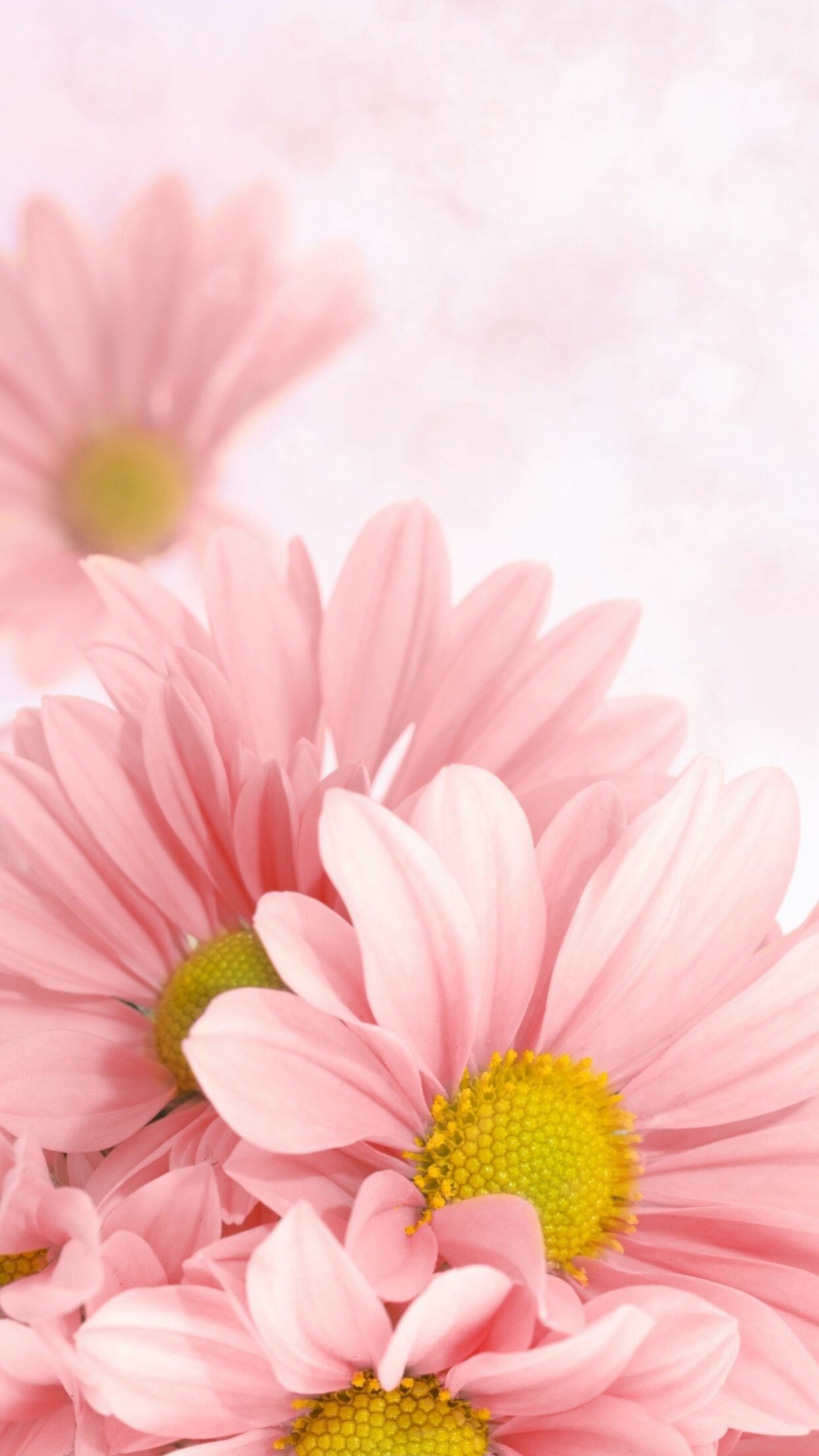 Pink daisy, Soft pink petals, Natural charm, Graceful flower, 1250x2210 HD Phone