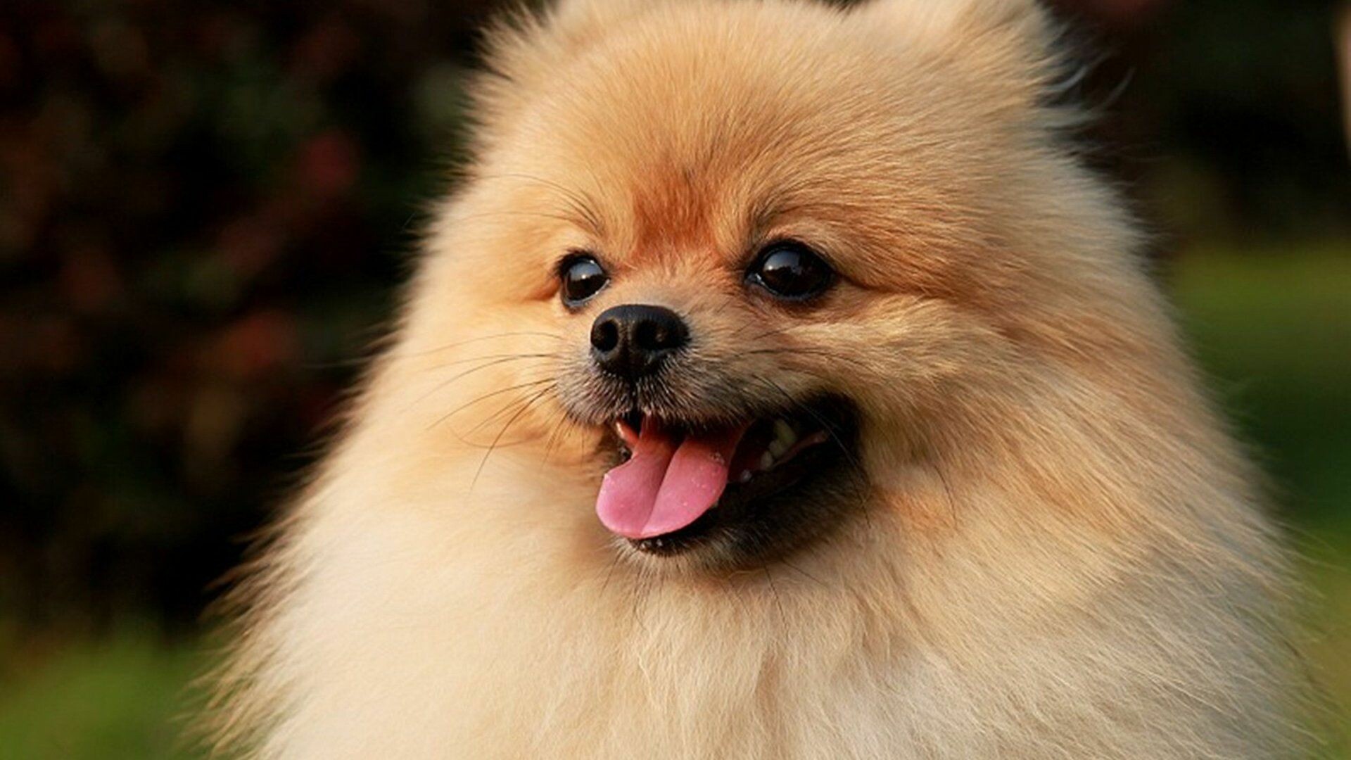 Pomeranian, Spitz collection wallpapers, Fluffy puppies, Irresistible cuteness, 1920x1080 Full HD Desktop