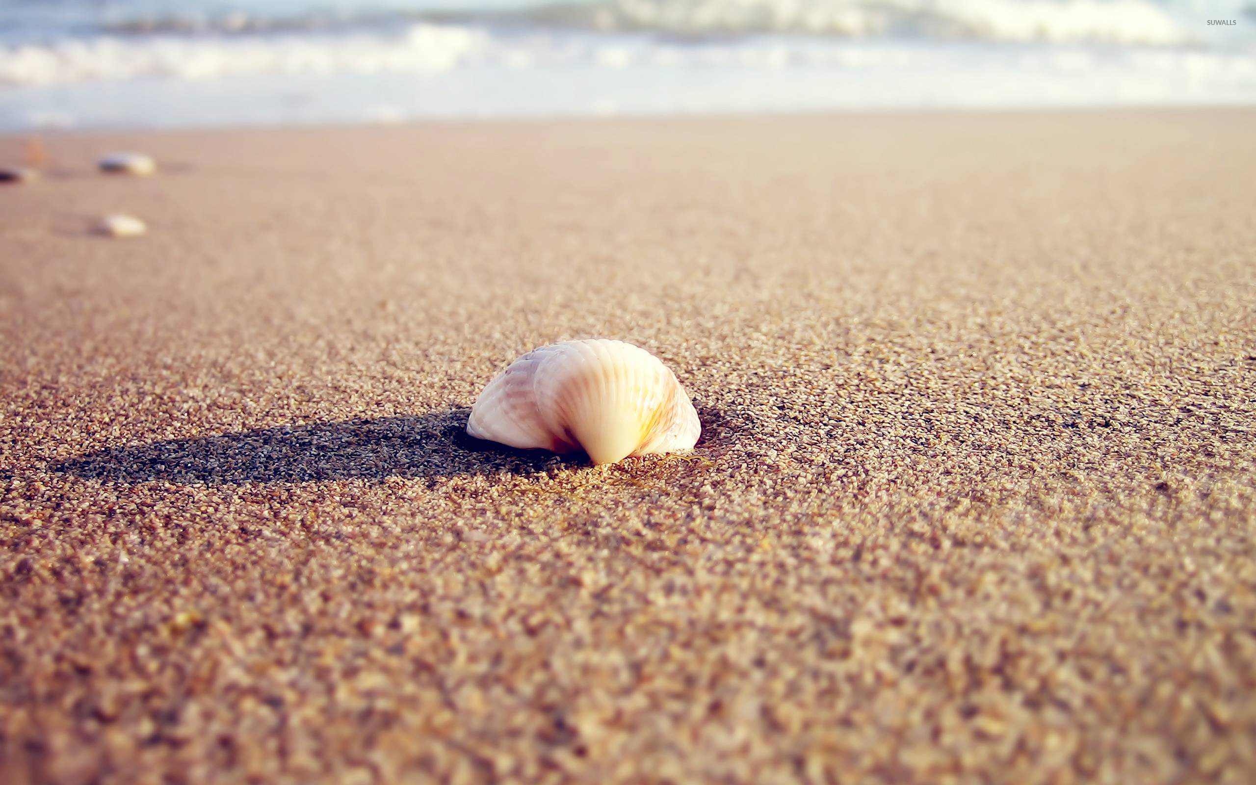 Sand, Sea Shell Wallpaper, 2560x1600 HD Desktop