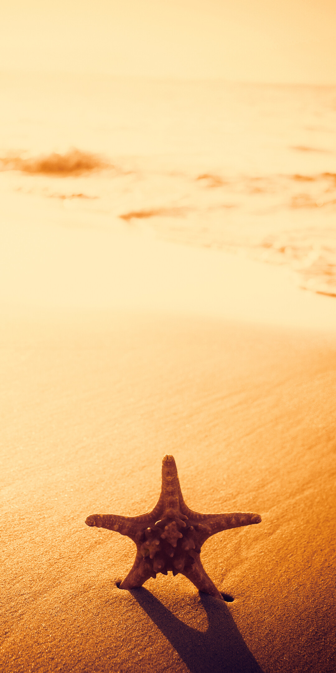 Starfish, Stunning photography, Nature's wonders, Underwater beauty, 1080x2160 HD Phone