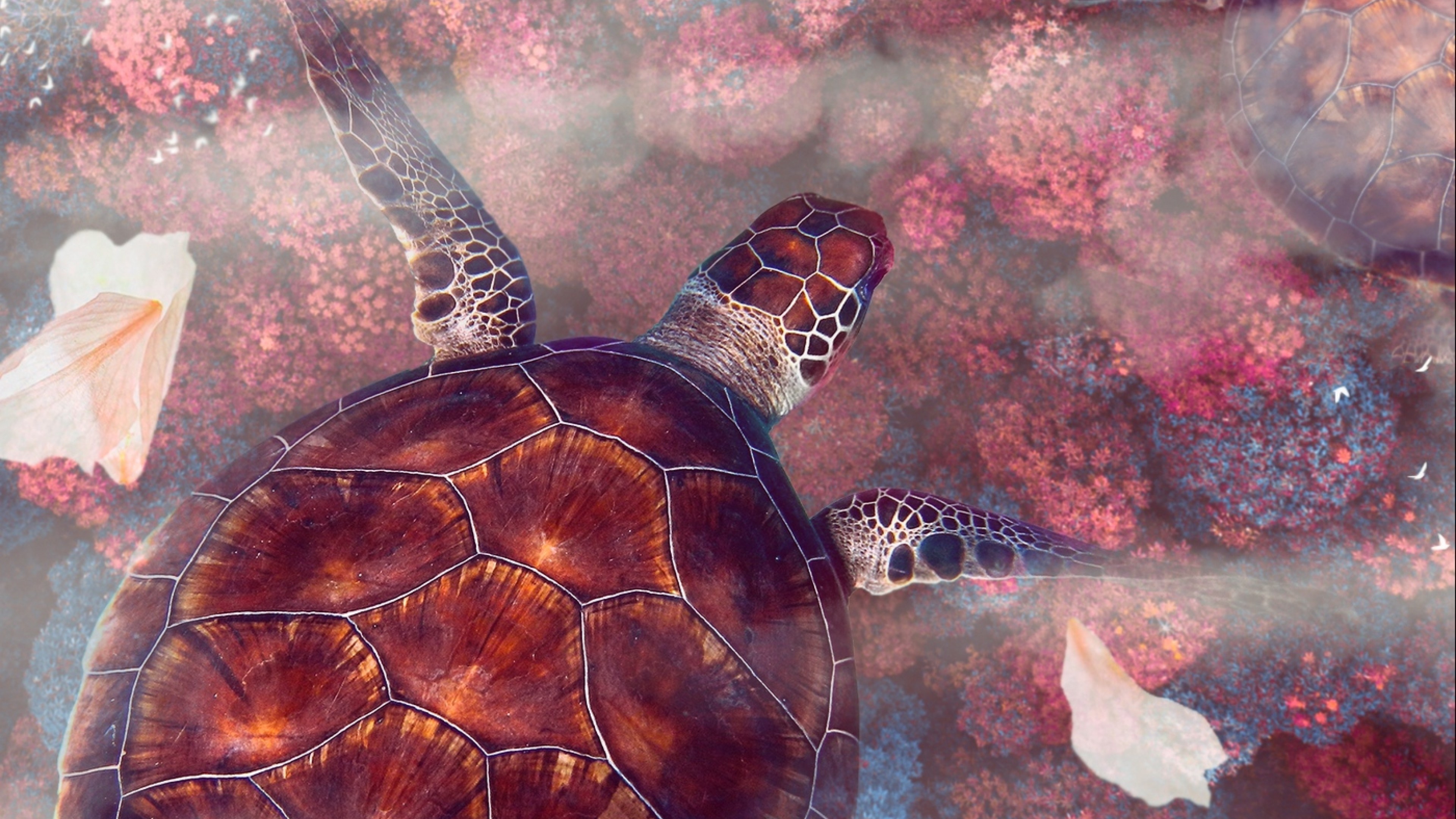 HD wallpaper 4K ultra, Sea turtle, 3840x2160 4K Desktop