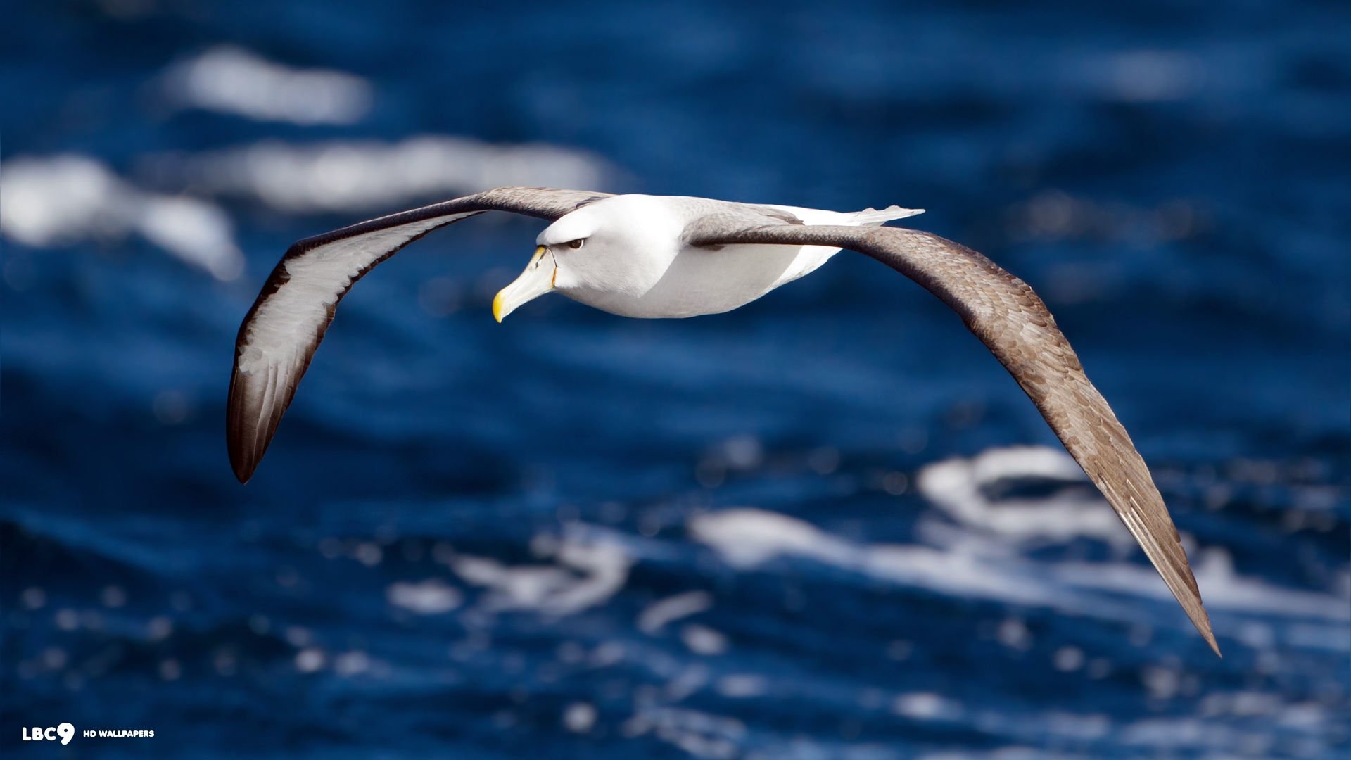 Albatross up close, Stunning bird portrait, Nature's masterpiece, Feathered elegance, 1920x1080 Full HD Desktop