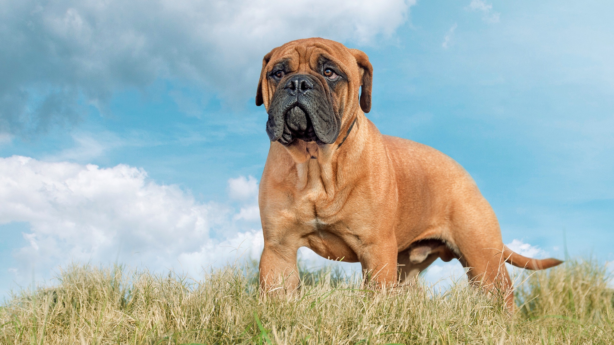 Cost to own, Bullmastiff, Petsradar, Expenses, 2000x1130 HD Desktop