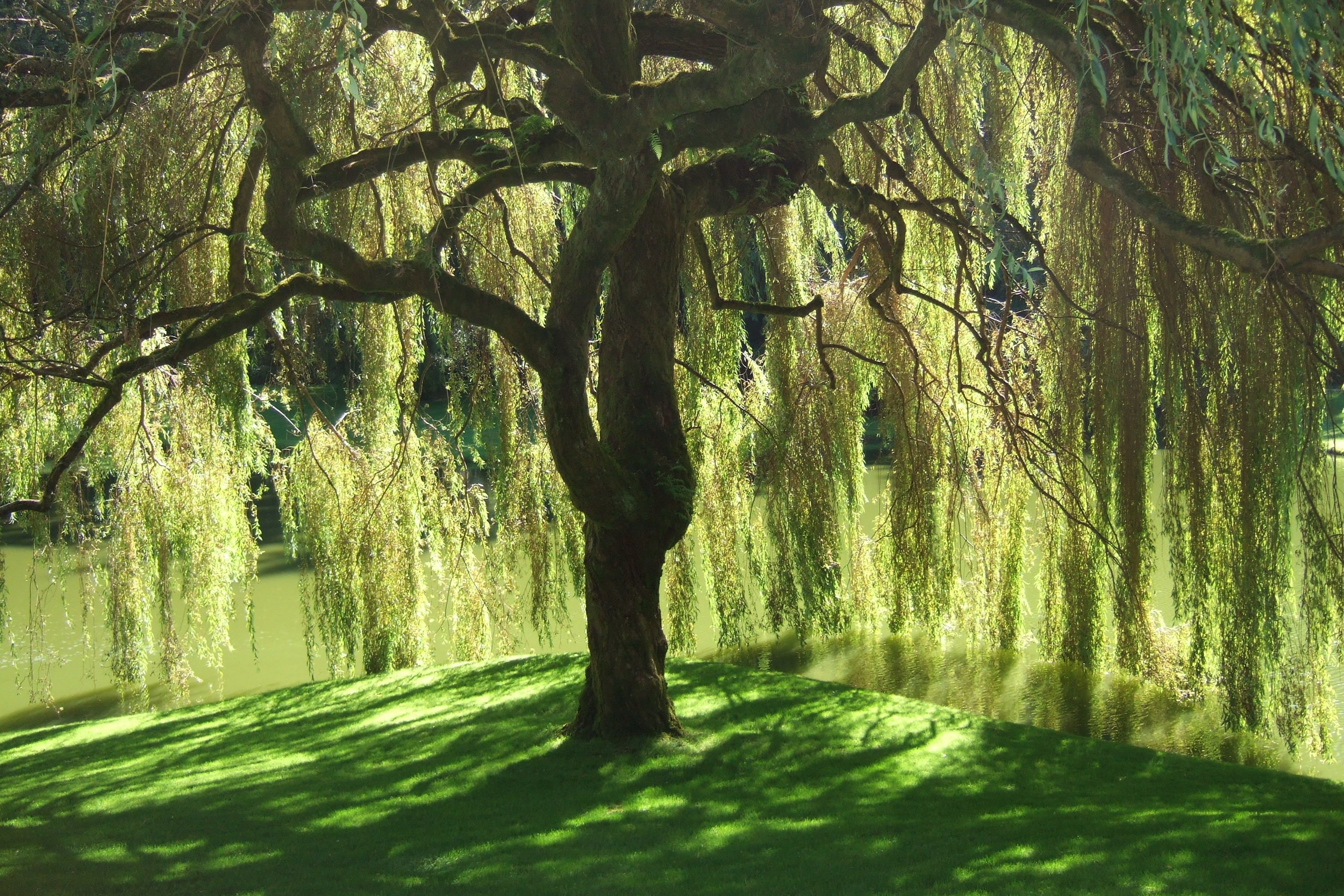 Weeping, Willow Tree Wallpaper, 3030x2020 HD Desktop