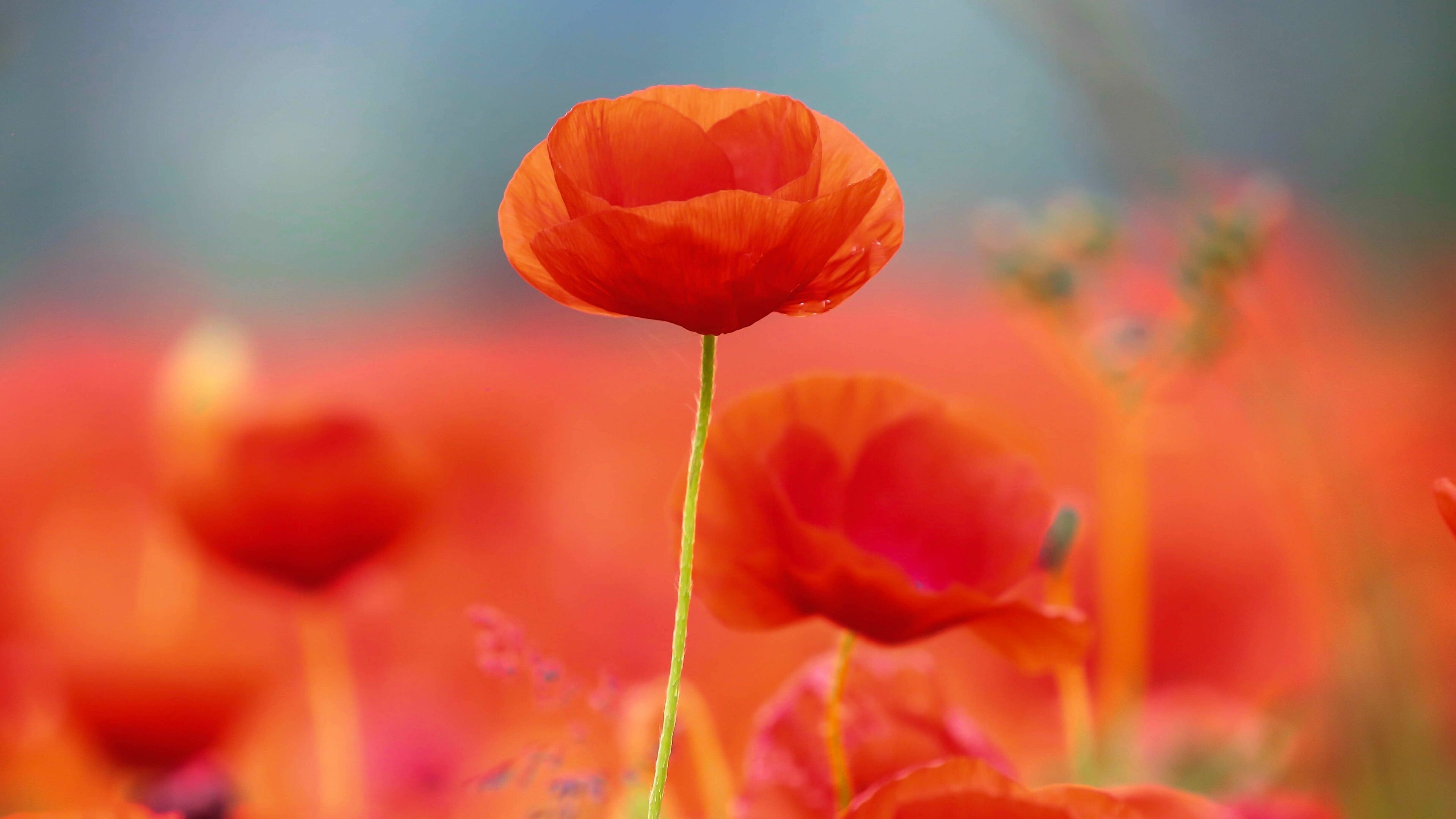 Poppy flowers screensaver, HD flower photography, Floral beauty, Nature's elegance, 3840x2160 4K Desktop