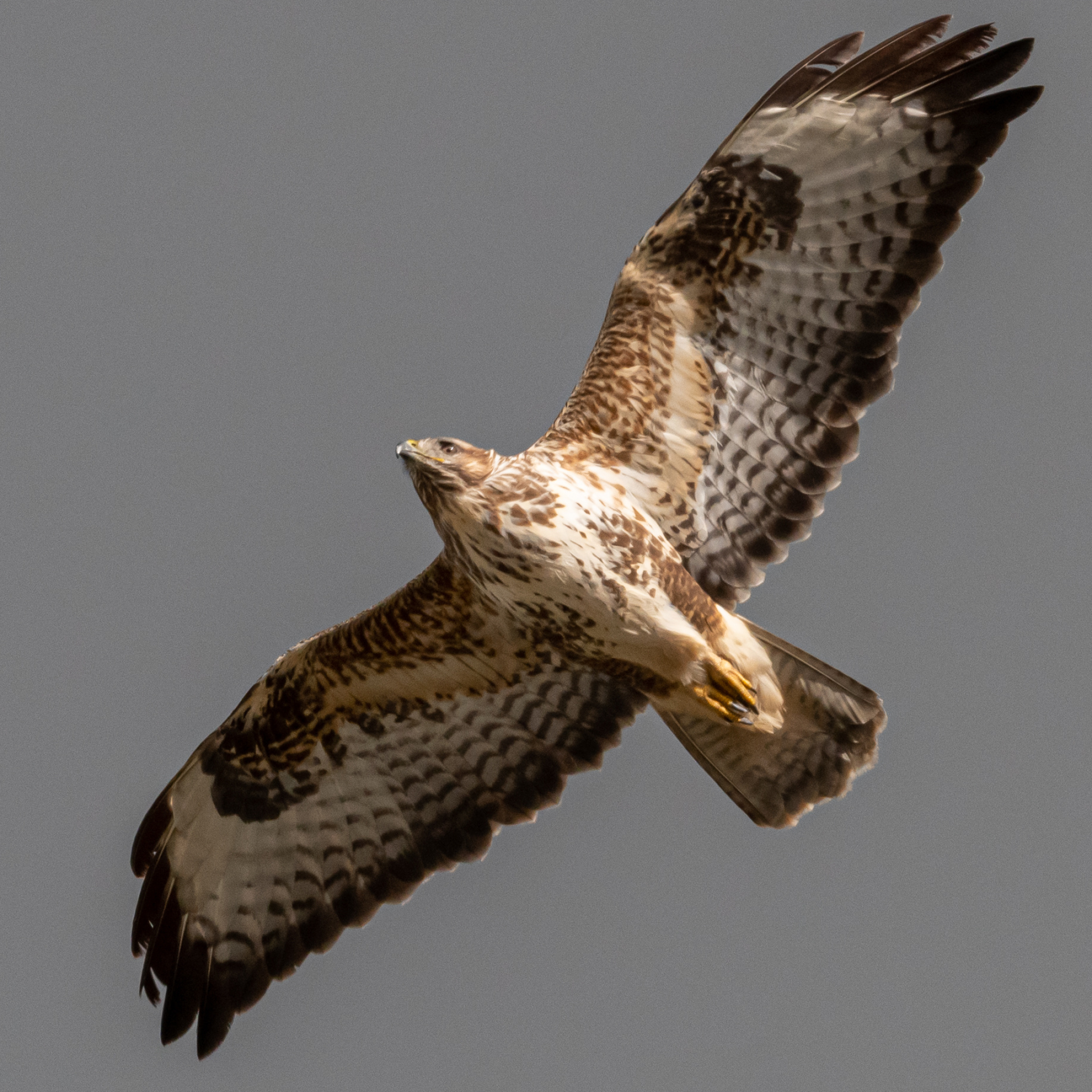 Buzzard (Animal), Peregrines vs buzzards, Wildlife photography, Hall of Einar, 2050x2050 HD Phone