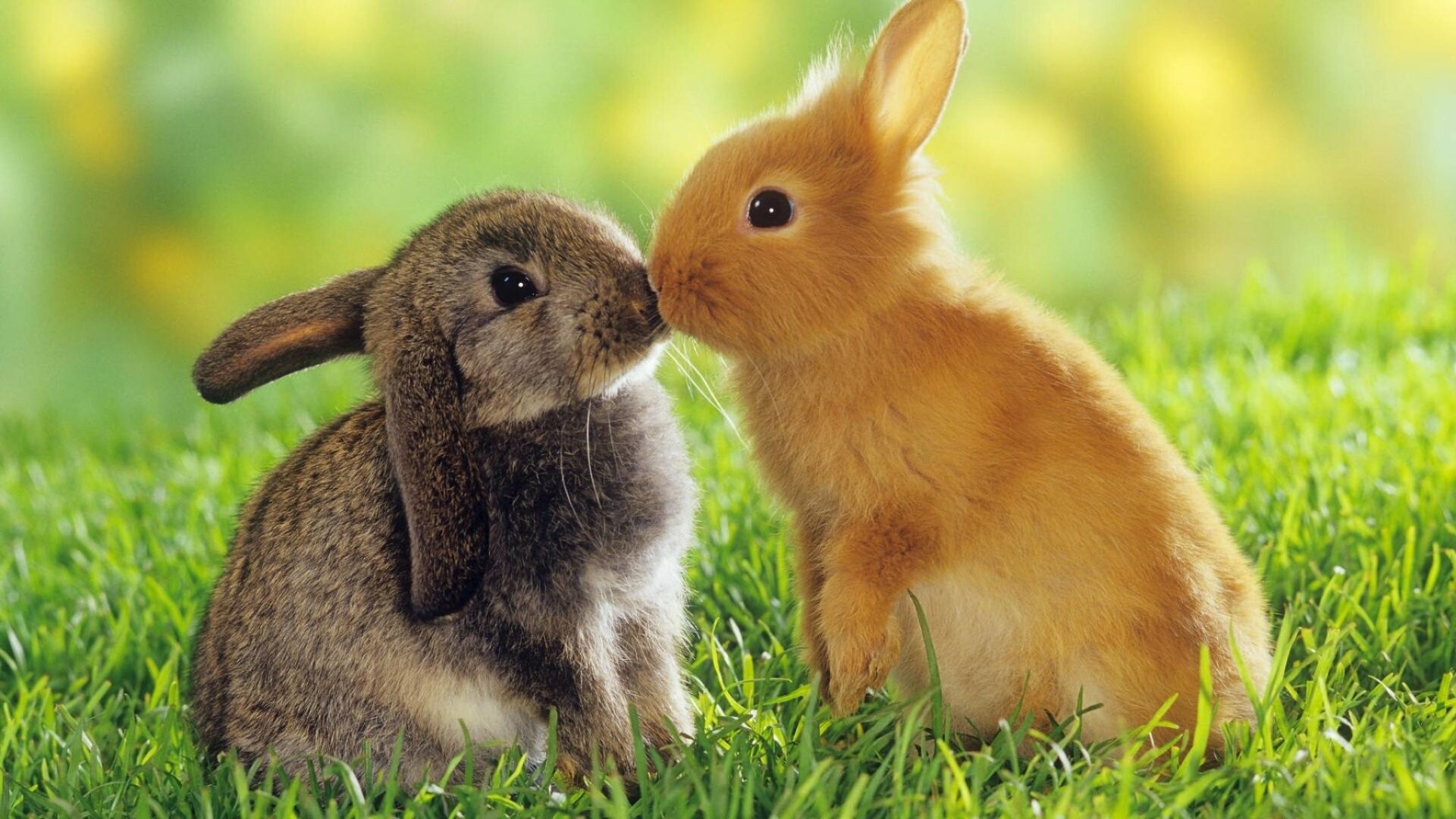 Rabbit HD wallpapers, Background images, Nature's beauty, Lovely creatures, 1920x1080 Full HD Desktop