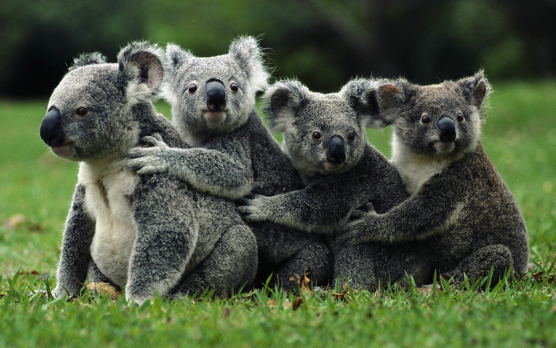 Siblings, Koalas Wallpaper, 1920x1200 HD Desktop