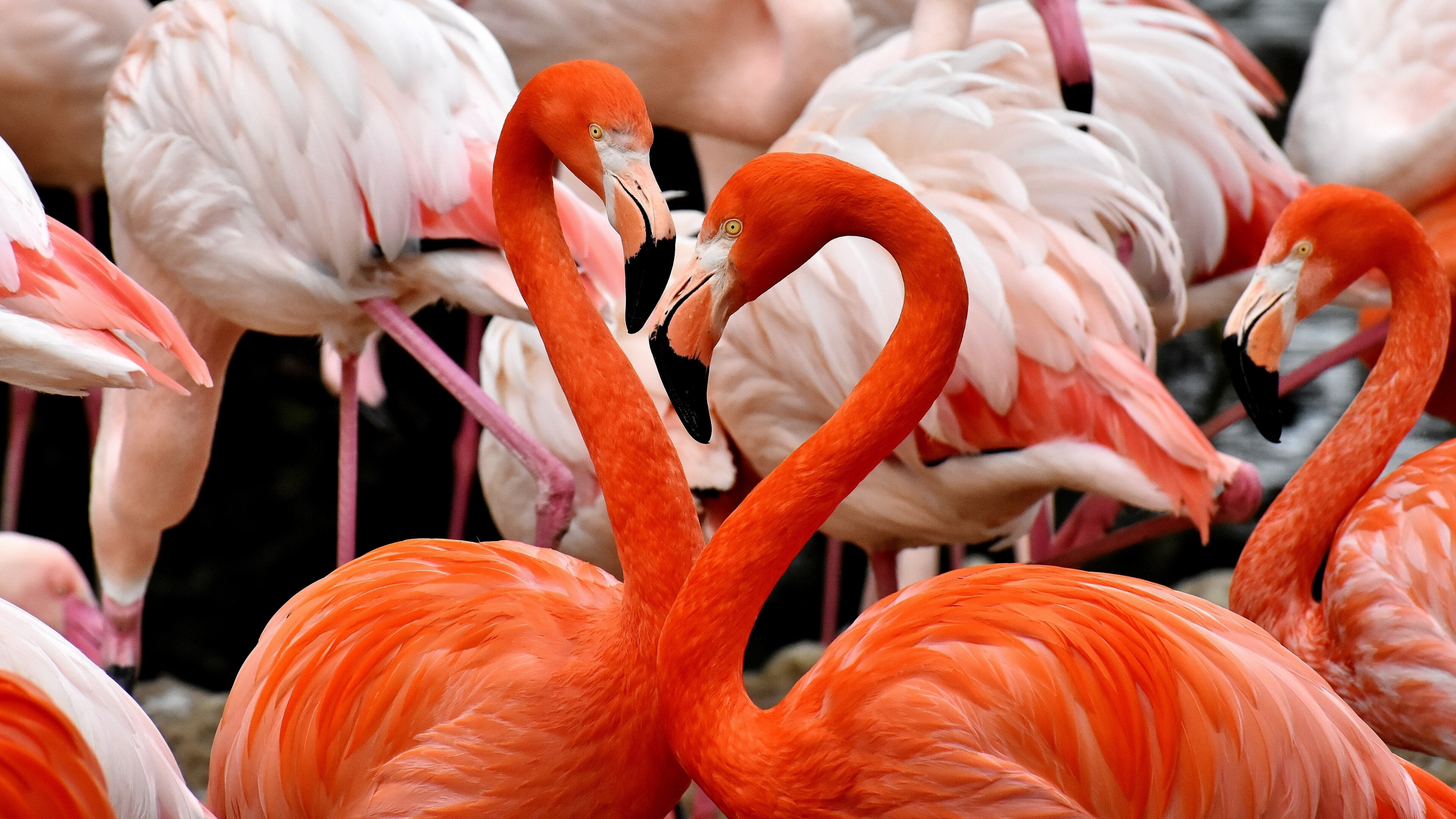 Flamingo birds, 4K wallpaper, Nature's flamboyance, Stunning multi-display background, 3840x2160 4K Desktop