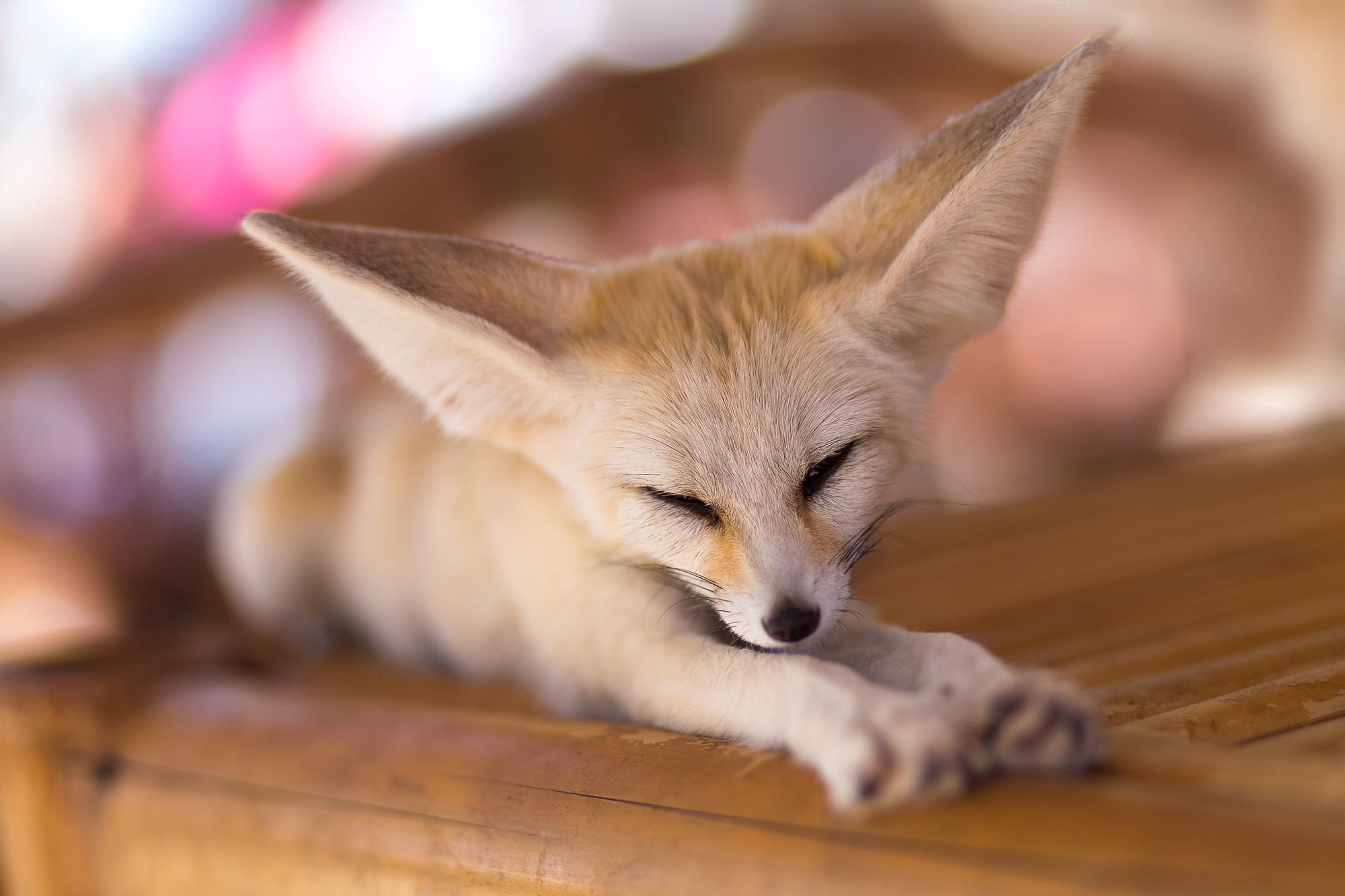 Fennec Fox, Beautiful wallpapers, Cute desert dweller, Sandy habitat, 2000x1340 HD Desktop