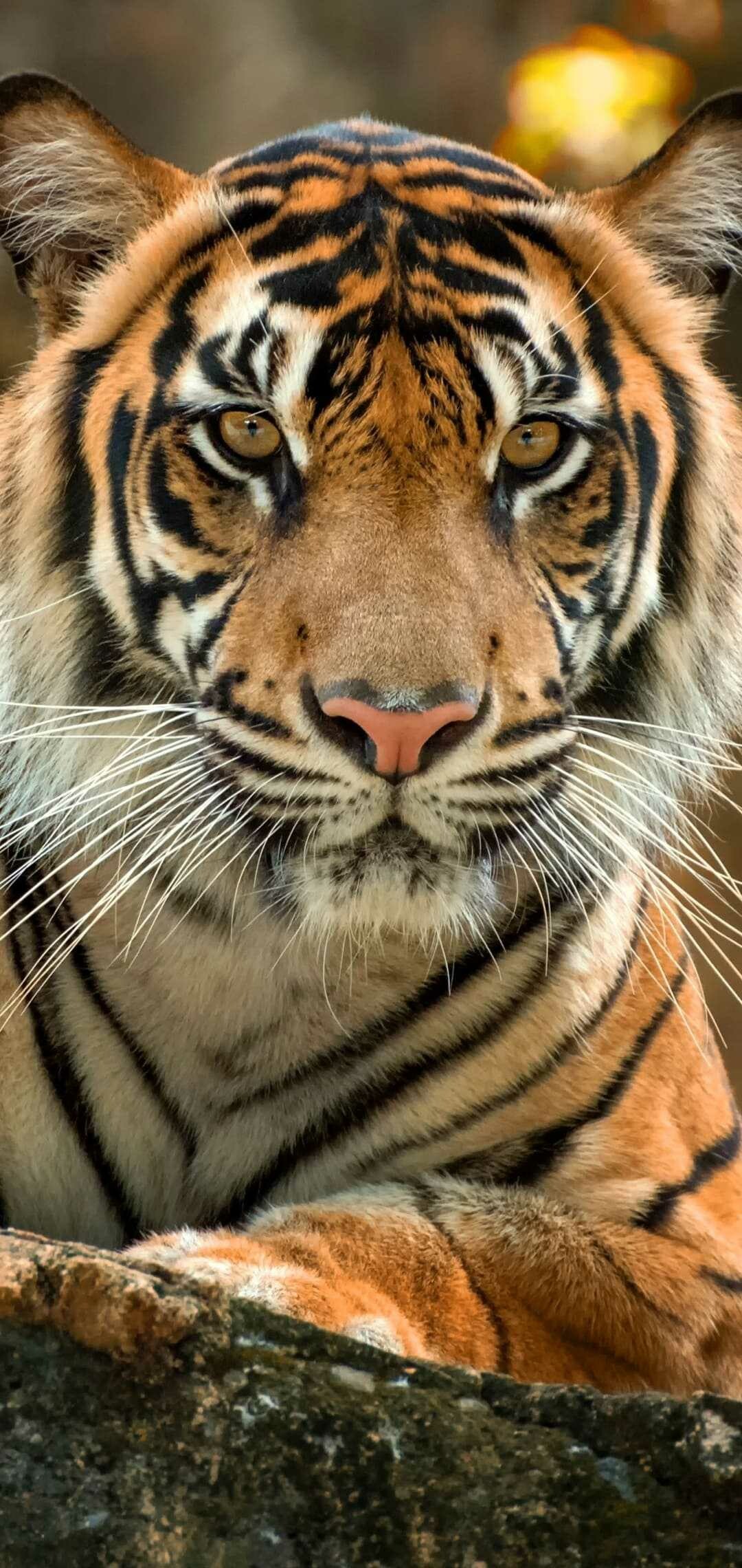 Tiger majesty, Striped beauty, Wildlife wonder, Fierce predator, 1080x2280 HD Phone