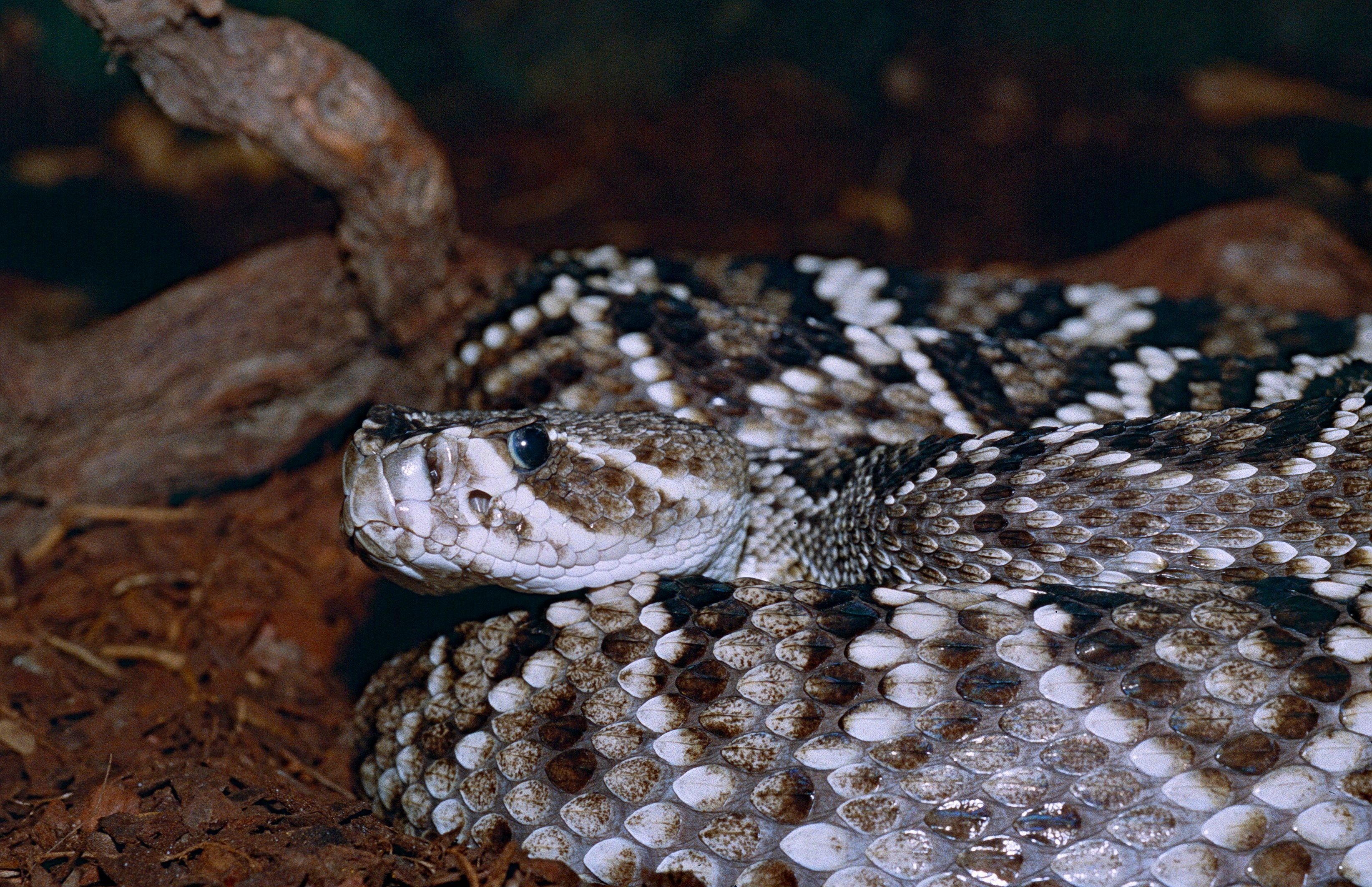 The eastern diamondback, Rattlesnake Wallpaper, 3290x2130 HD Desktop