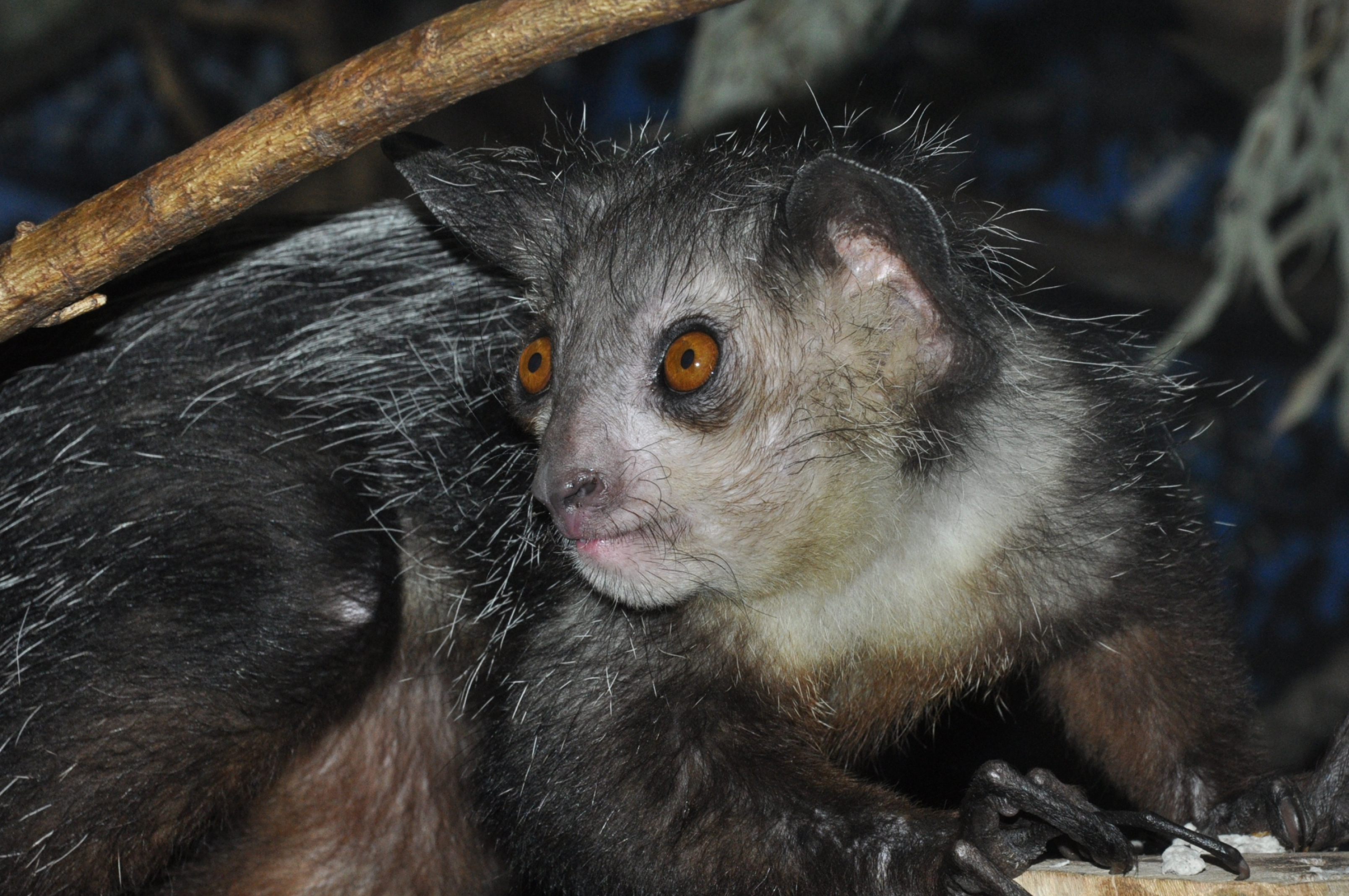 Aye Aye image, Daubentonia madagascariensis, Unique primate photo, Nature's beauty, 3220x2140 HD Desktop