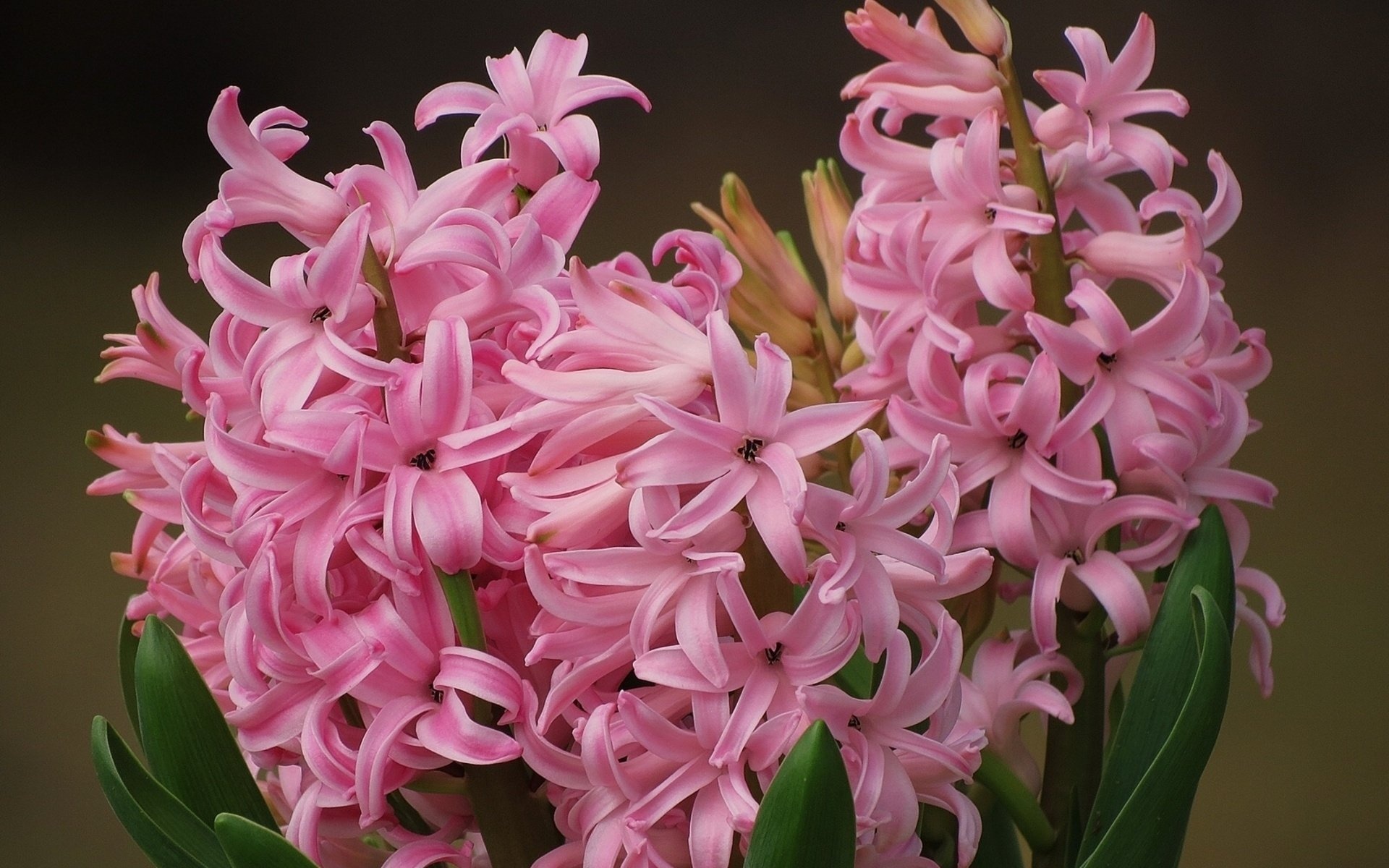 Hyacinth HD wallpaper, Natural beauty, Floral elegance, Serene backdrop, 1920x1200 HD Desktop