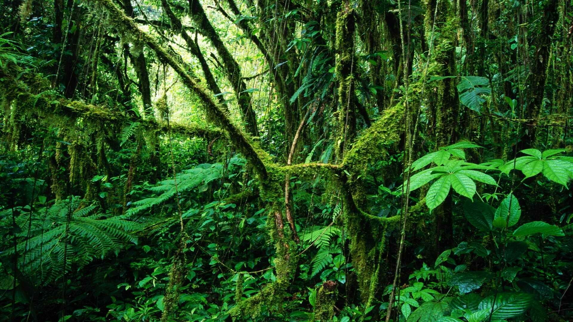 Costa Rica rainforest, HD desktop and mobile, Breathtaking backgrounds, Natural splendor, 1920x1080 Full HD Desktop