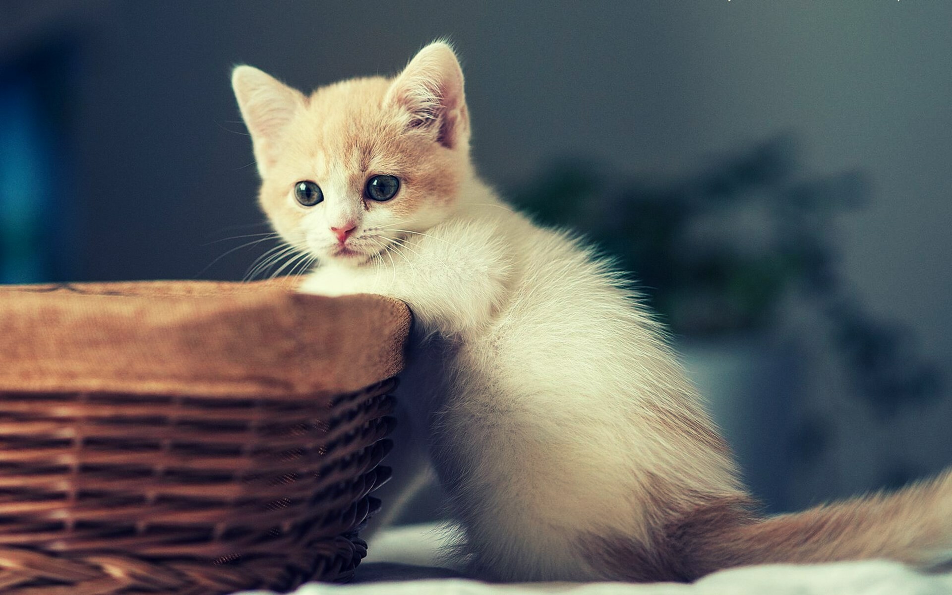 Cute kittens wallpaper, Darling feline friends, Purrfect companions, Instant happiness, 1920x1200 HD Desktop